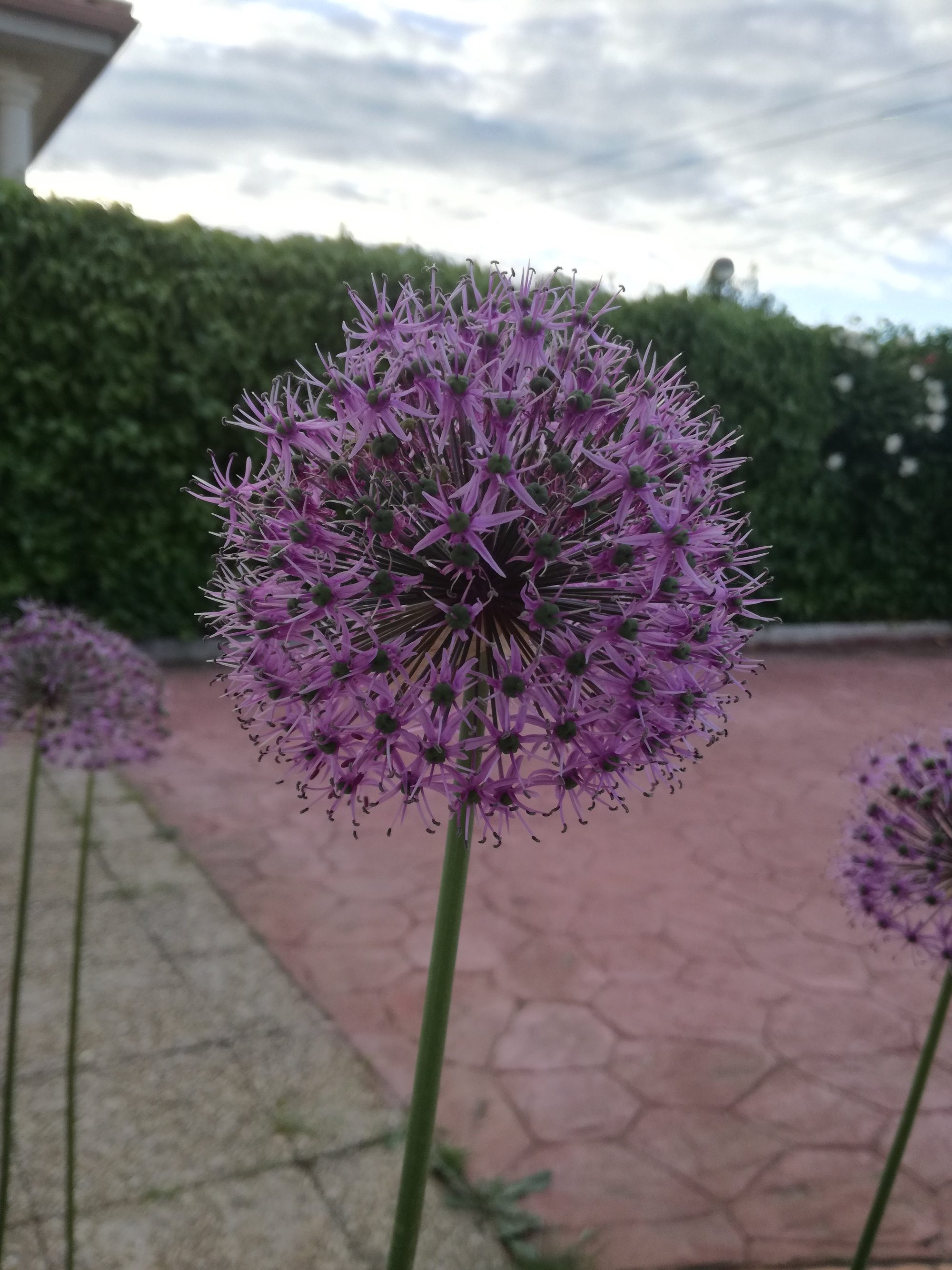 Flor morada esférica de allium floreciendo en un jardín con setos al fondo.