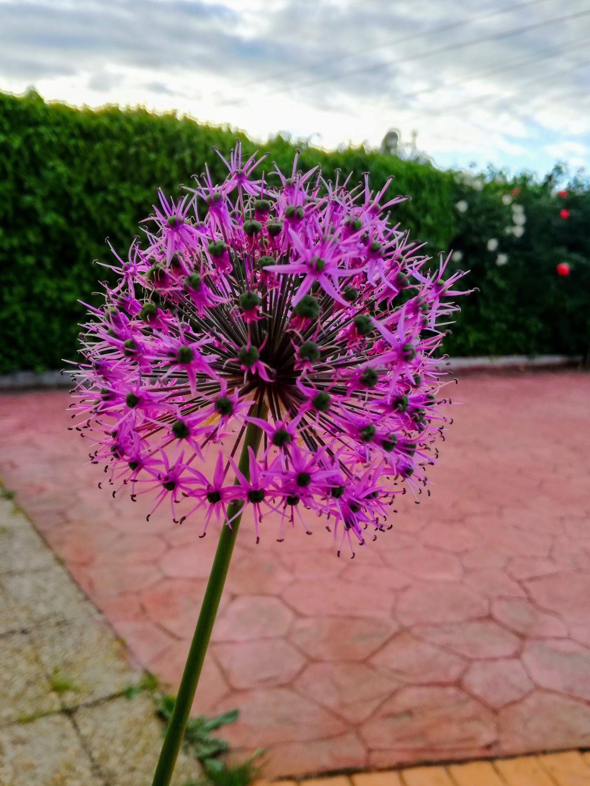 Primer plano de una flor esférica púrpura de alium en un jardín exterior.