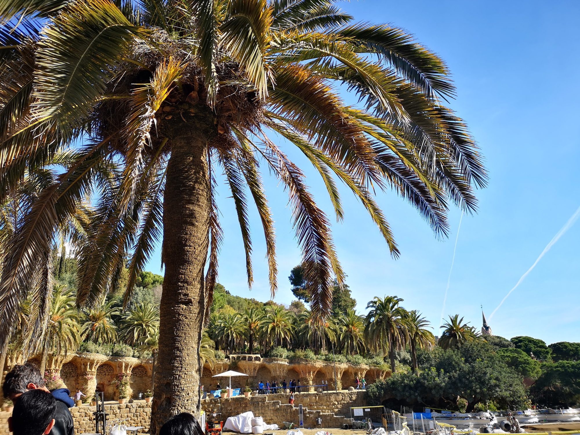 Gran palmera en primer plano con los pórticos de piedra del Park Güell.