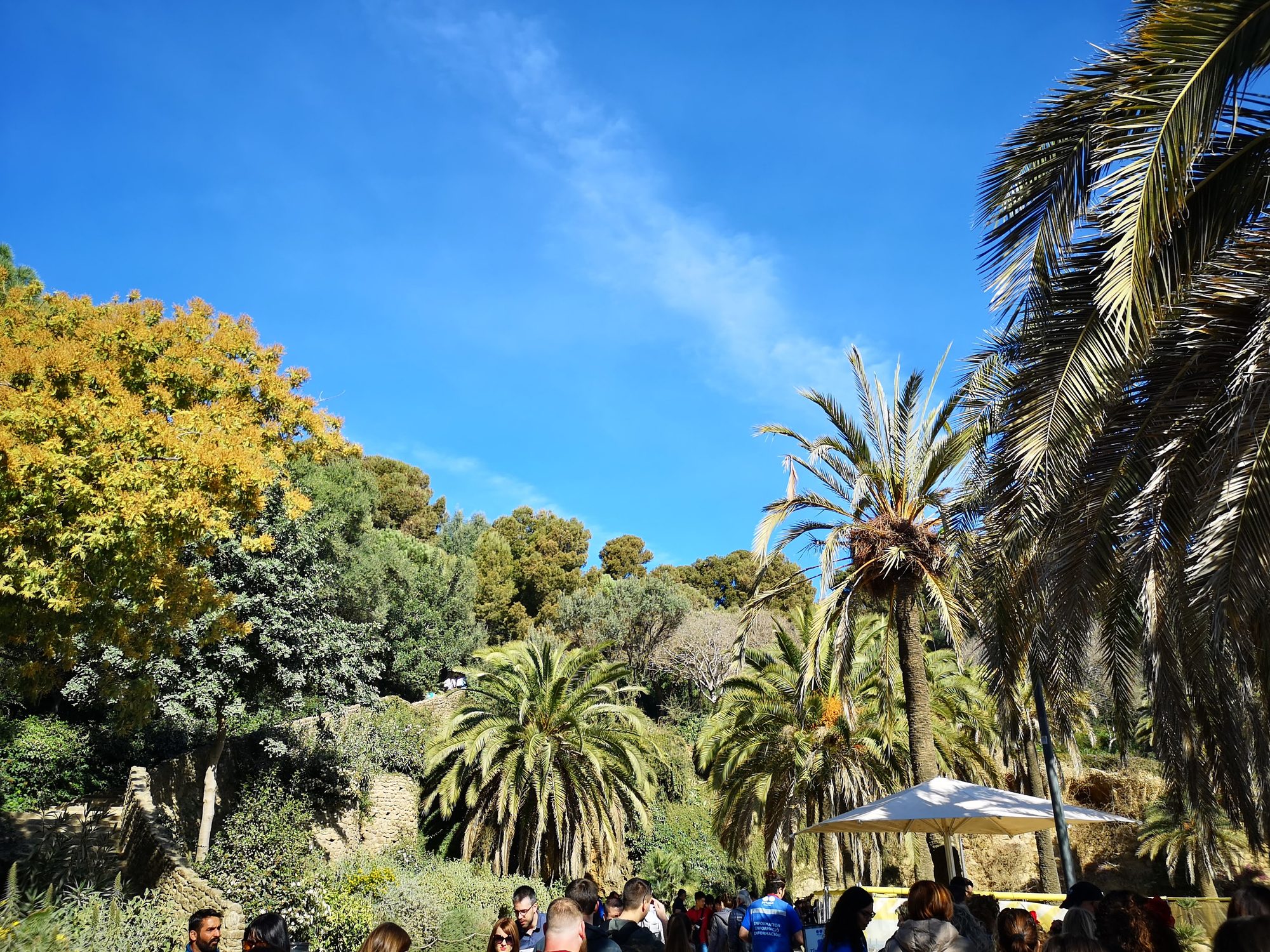 Palmeras y frondosa vegetación bajo un cielo azul despejado en el Park Güell.