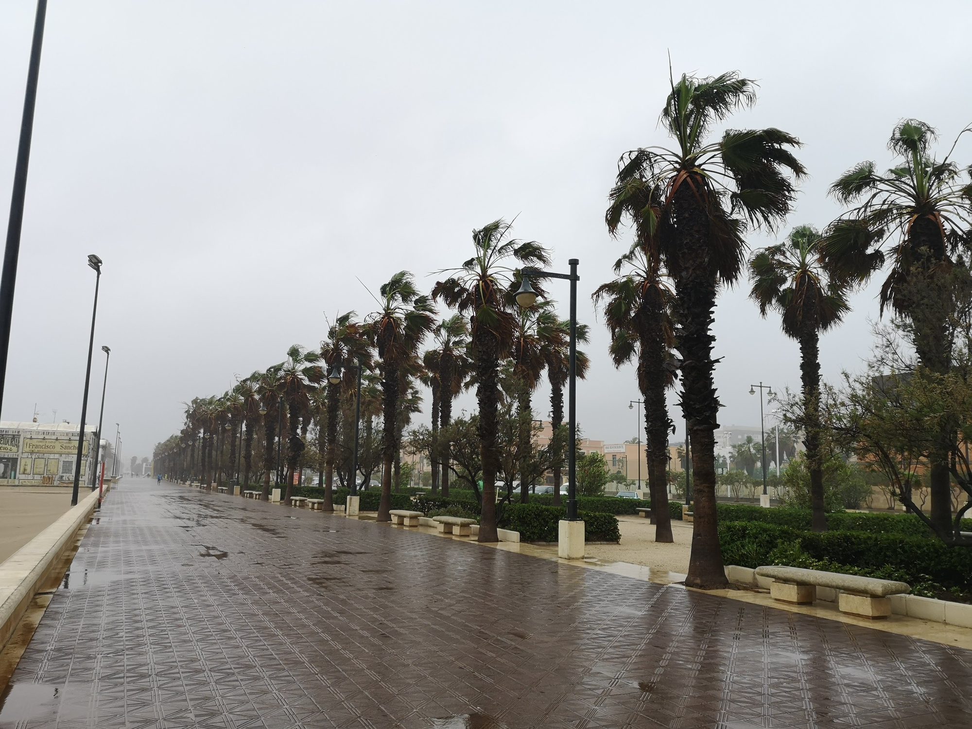 Paseo marítimo mojado con hileras de palmeras azotadas por el viento y niebla.