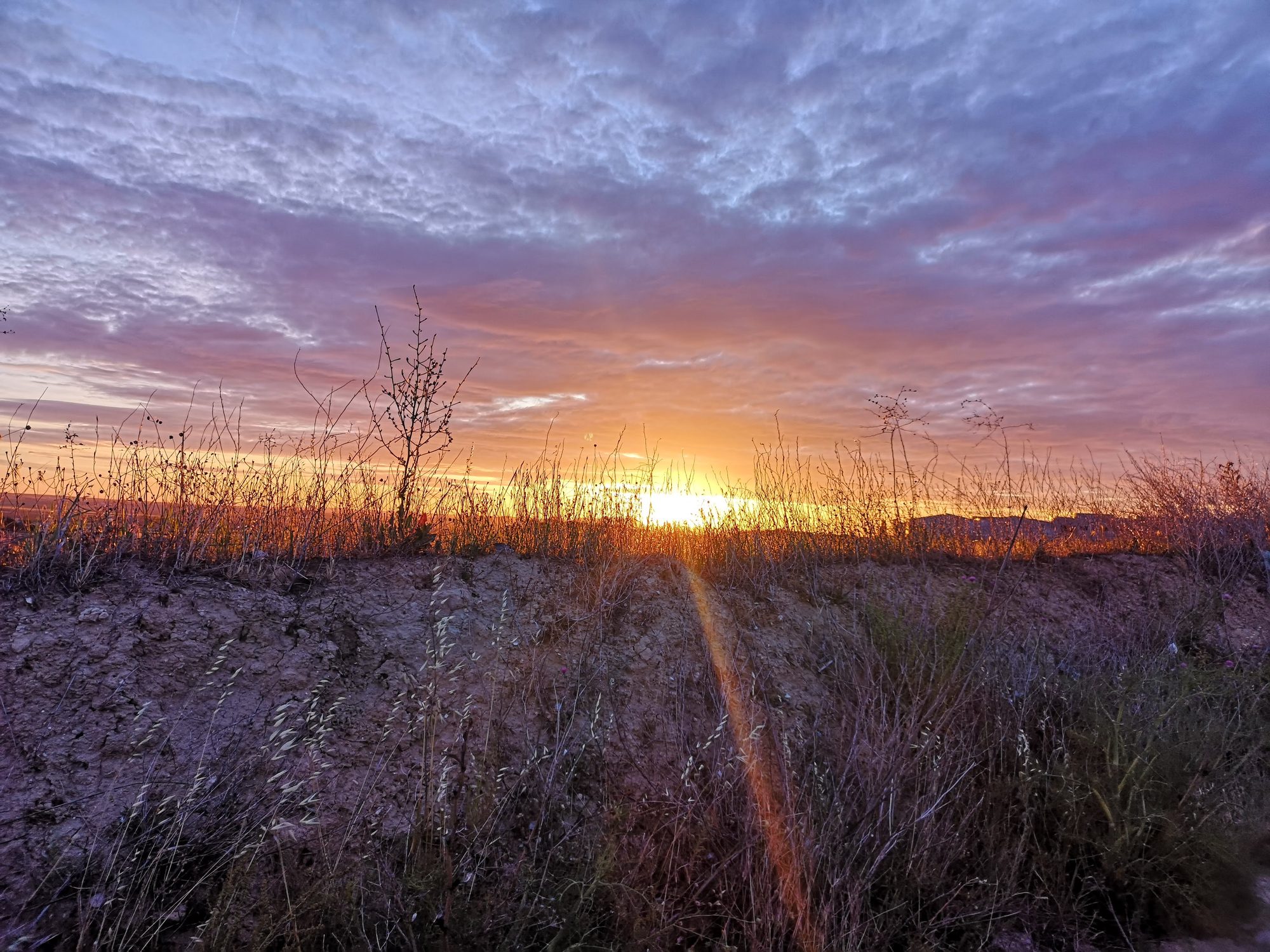 Atardecer en el campo con cielo púrpura y siluetas de vegetación silvestre.