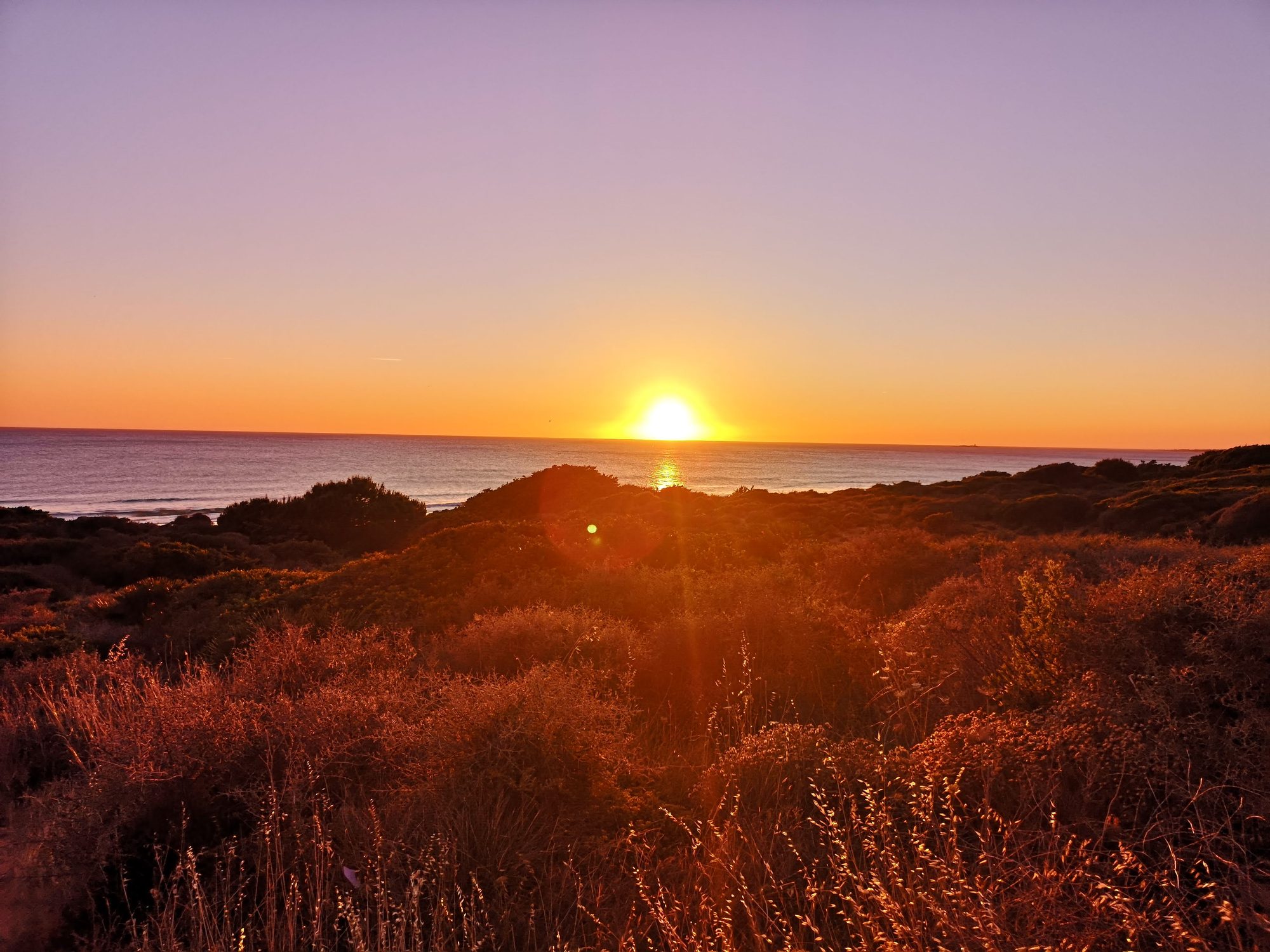 Puesta de sol dorada sobre el mar con vegetación de dunas costeras en primer plano.