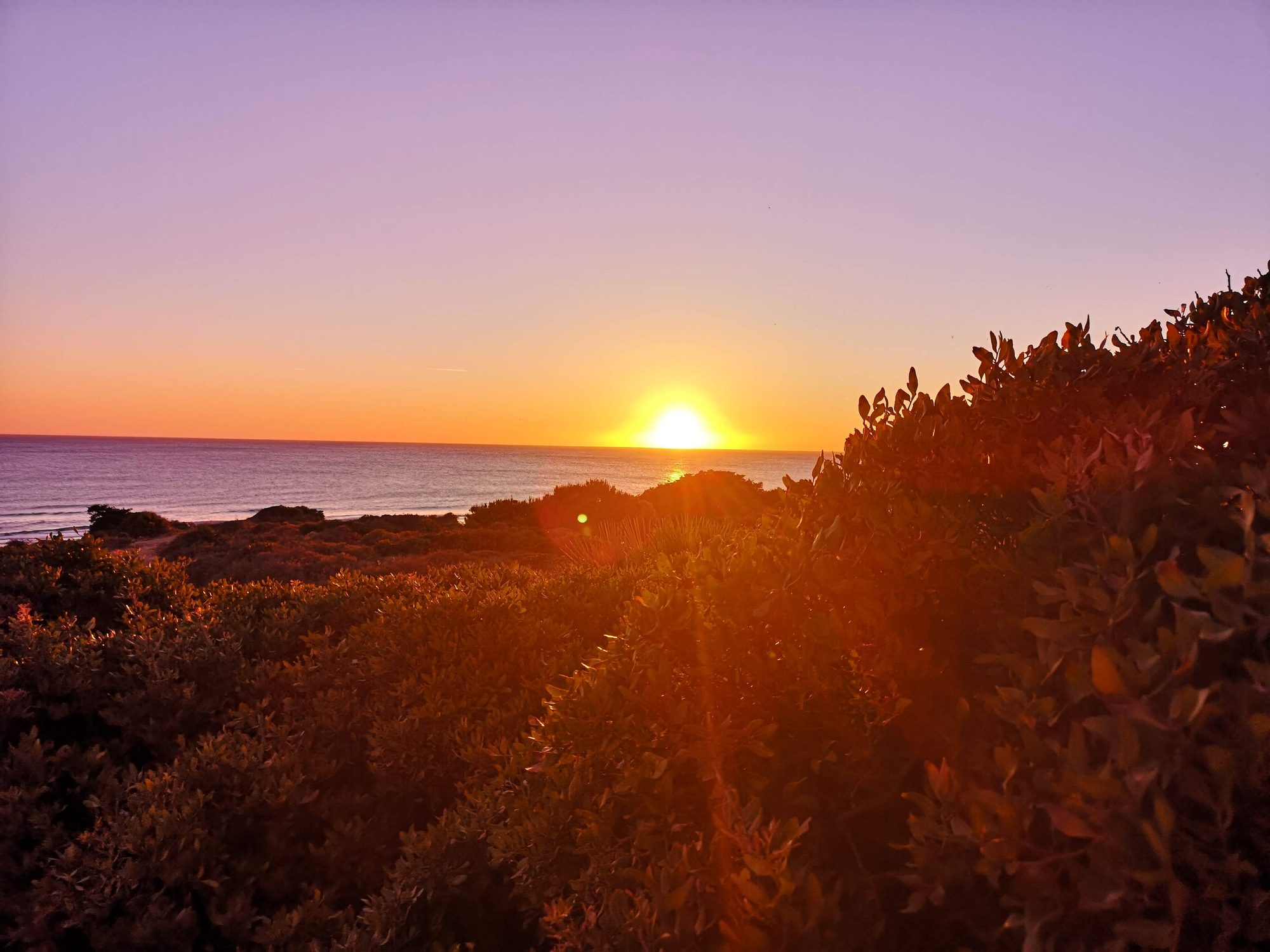 Puesta de sol sobre el mar con vegetación costera en primer plano y cielo degradado.