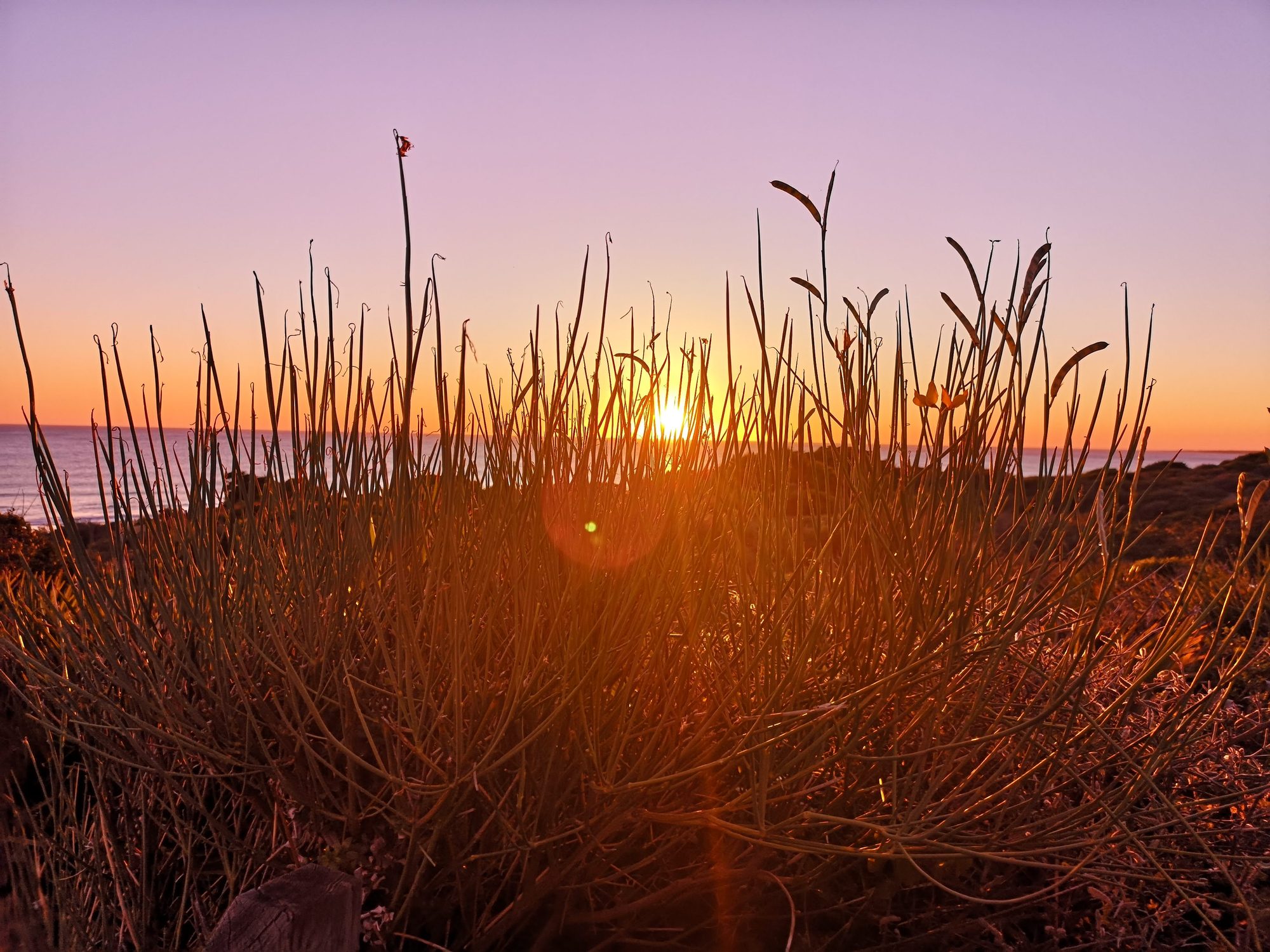 Puesta de sol dorada sobre el mar filtrándose a través de arbustos costeros.