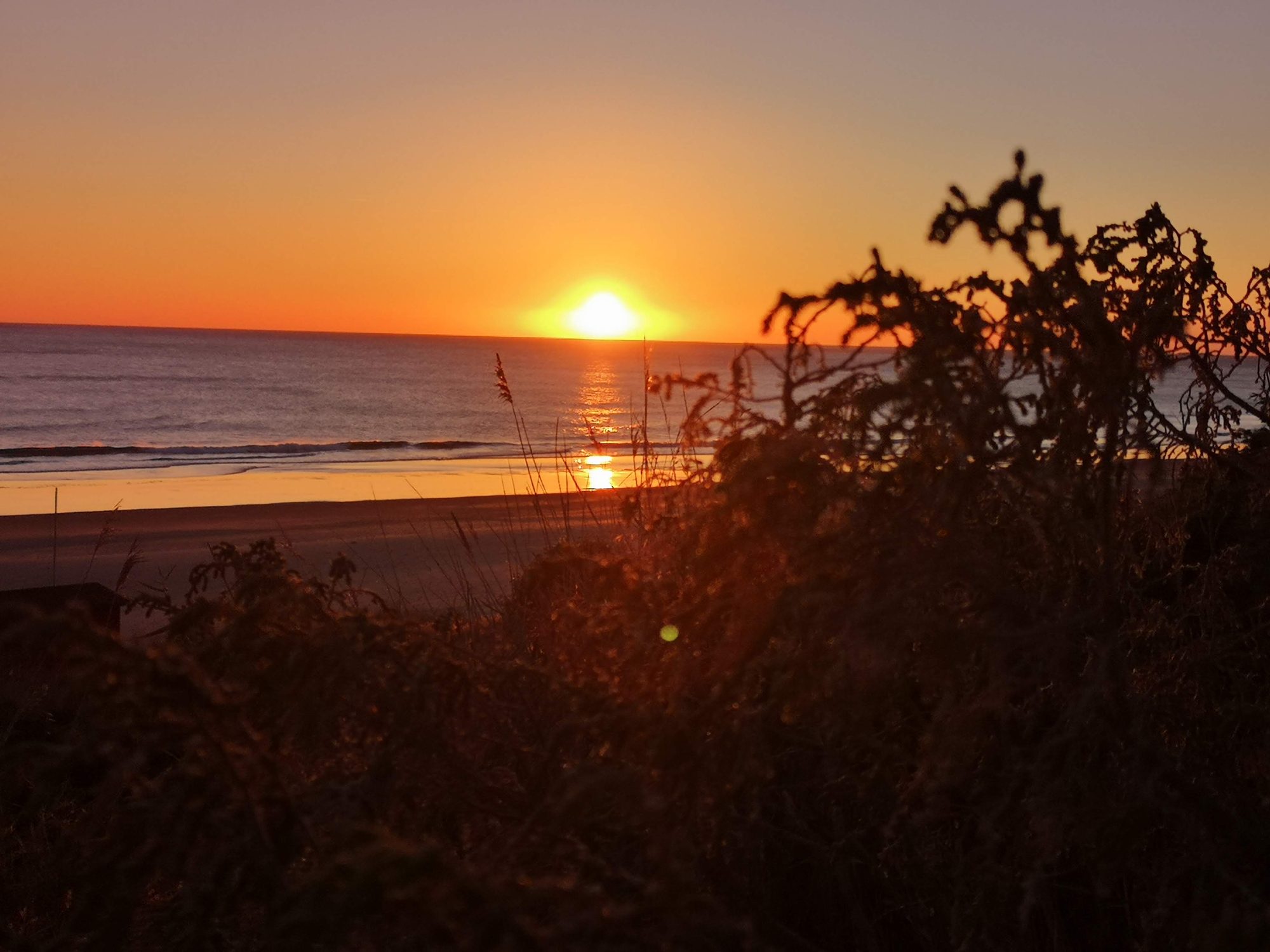 Puesta de sol dorada sobre el mar vista a través de la vegetación costera.