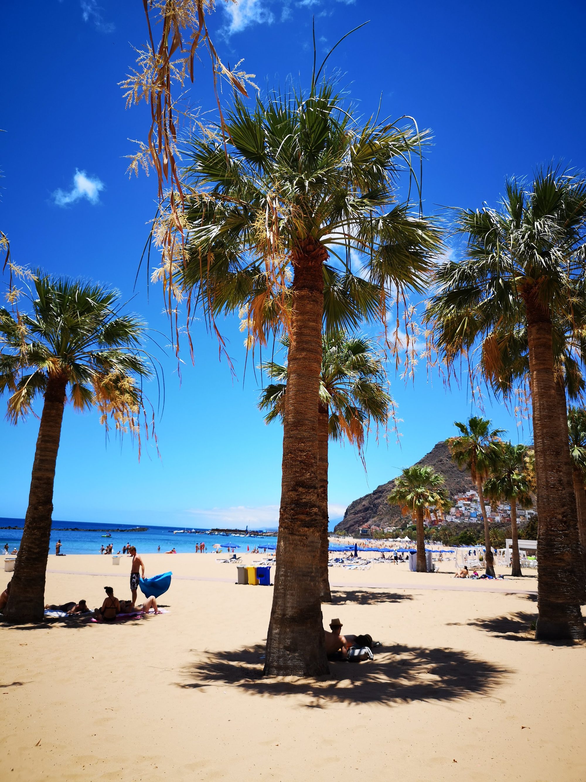 Palmeras altas en la arena dorada de una playa con el mar al fondo.