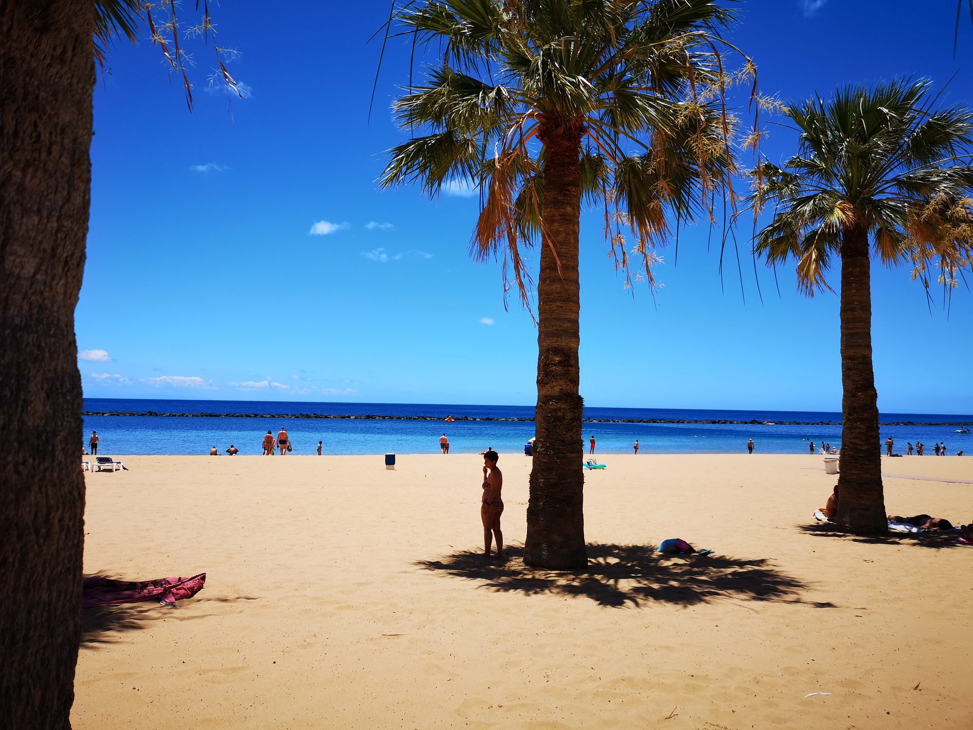 Palmeras sobre la arena dorada frente al mar azul y un cielo despejado.