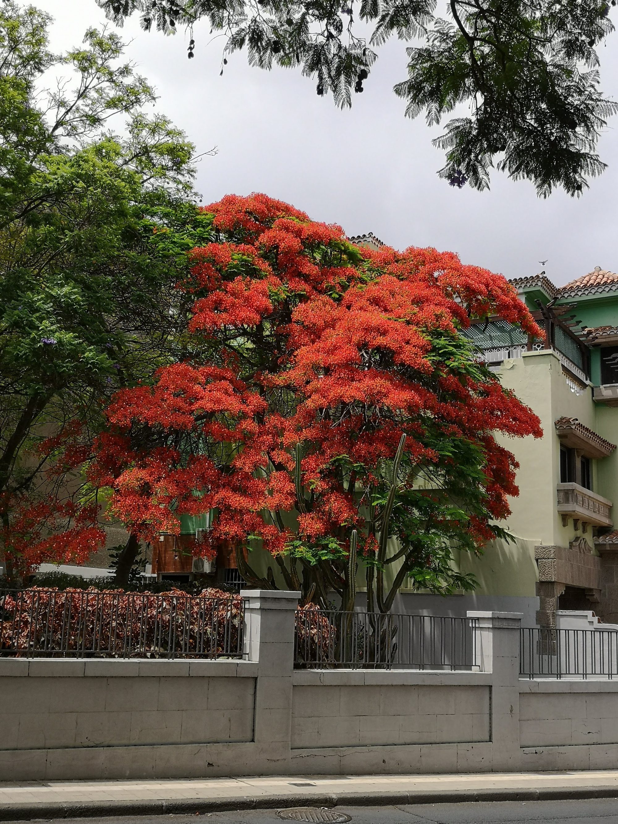Árbol flamboyán con flores rojas intensas junto a una fachada en Santa Cruz de Tenerife.