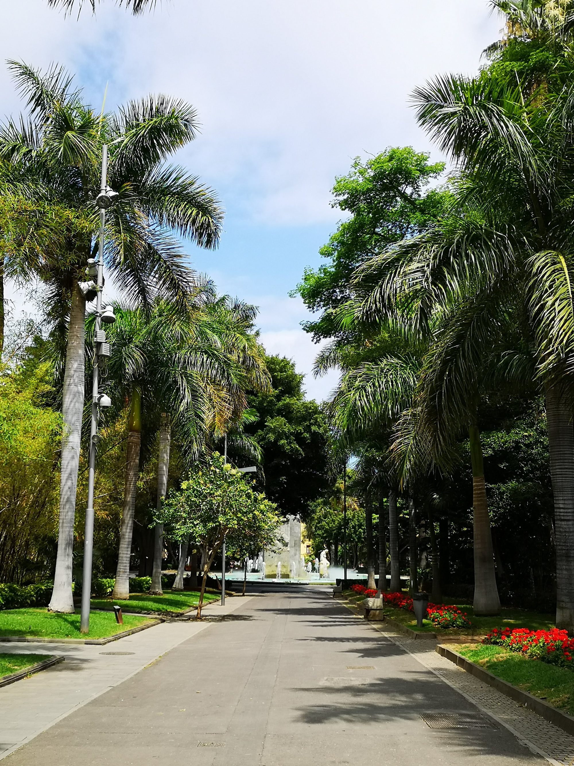 Paseo peatonal rodeado de altas palmeras y jardines con una fuente al fondo.