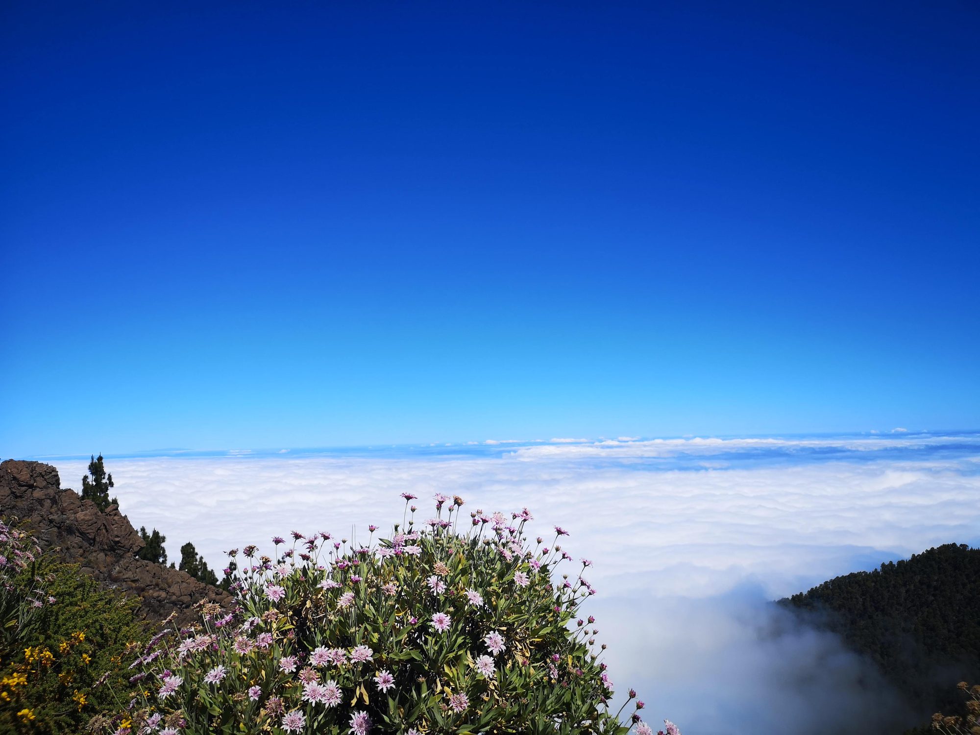 Flores silvestres en la cumbre sobre un denso mar de nubes y cielo azul.