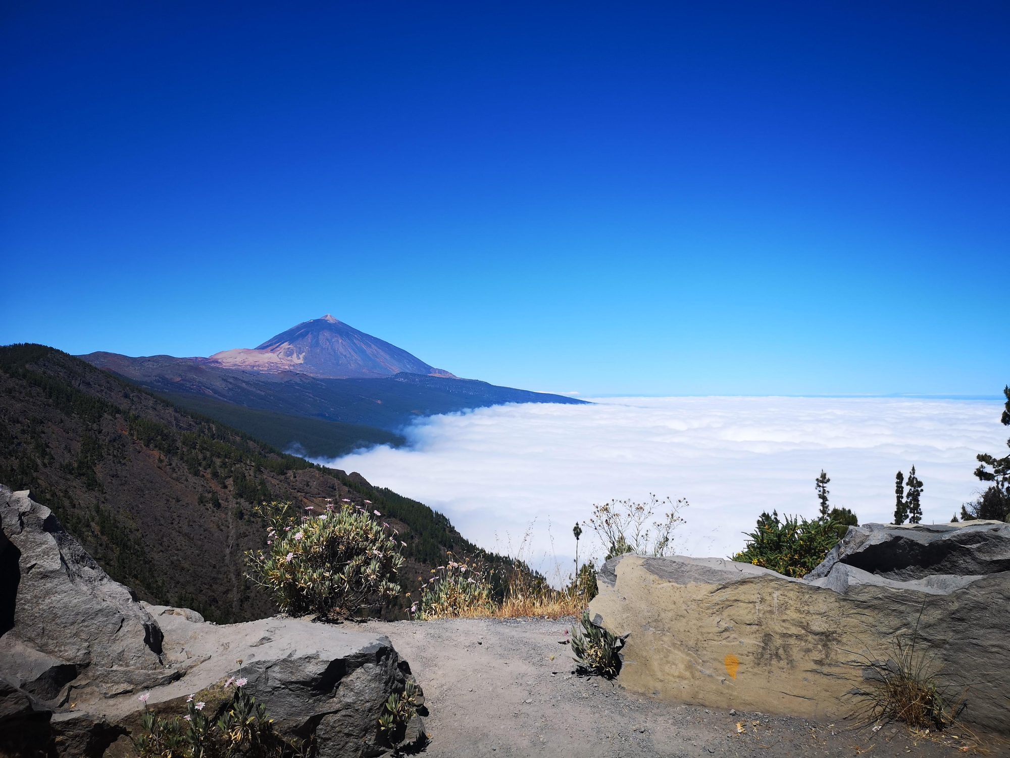 Vista del volcán Teide emergiendo sobre un mar de nubes bajo el cielo azul.