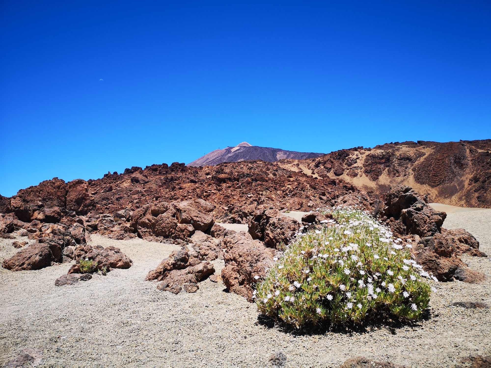 Arbusto florecido entre rocas volcánicas con vistas al Teide bajo un cielo despejado.