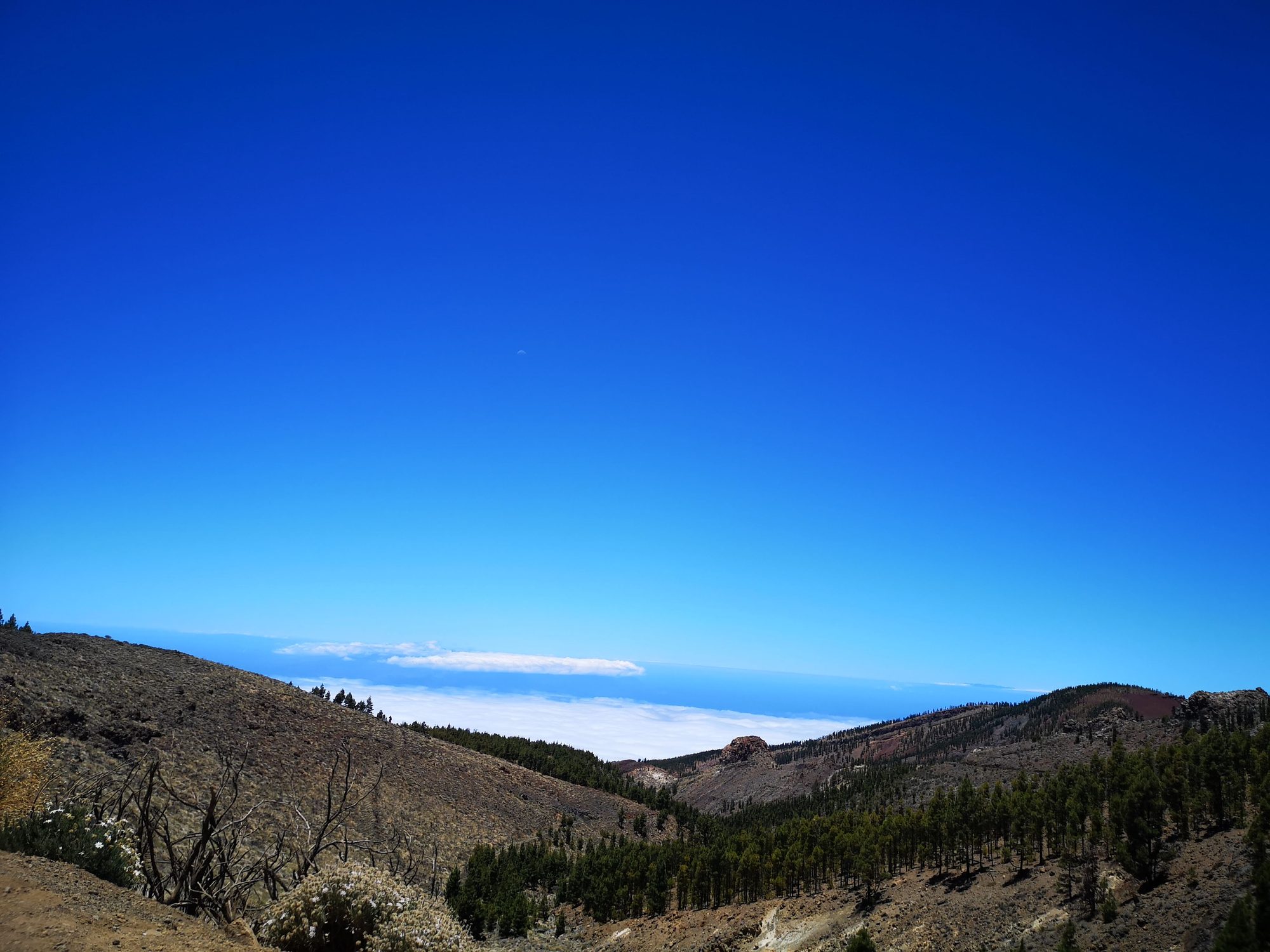Paisaje montañoso con pinares y mar de nubes bajo un cielo azul despejado.