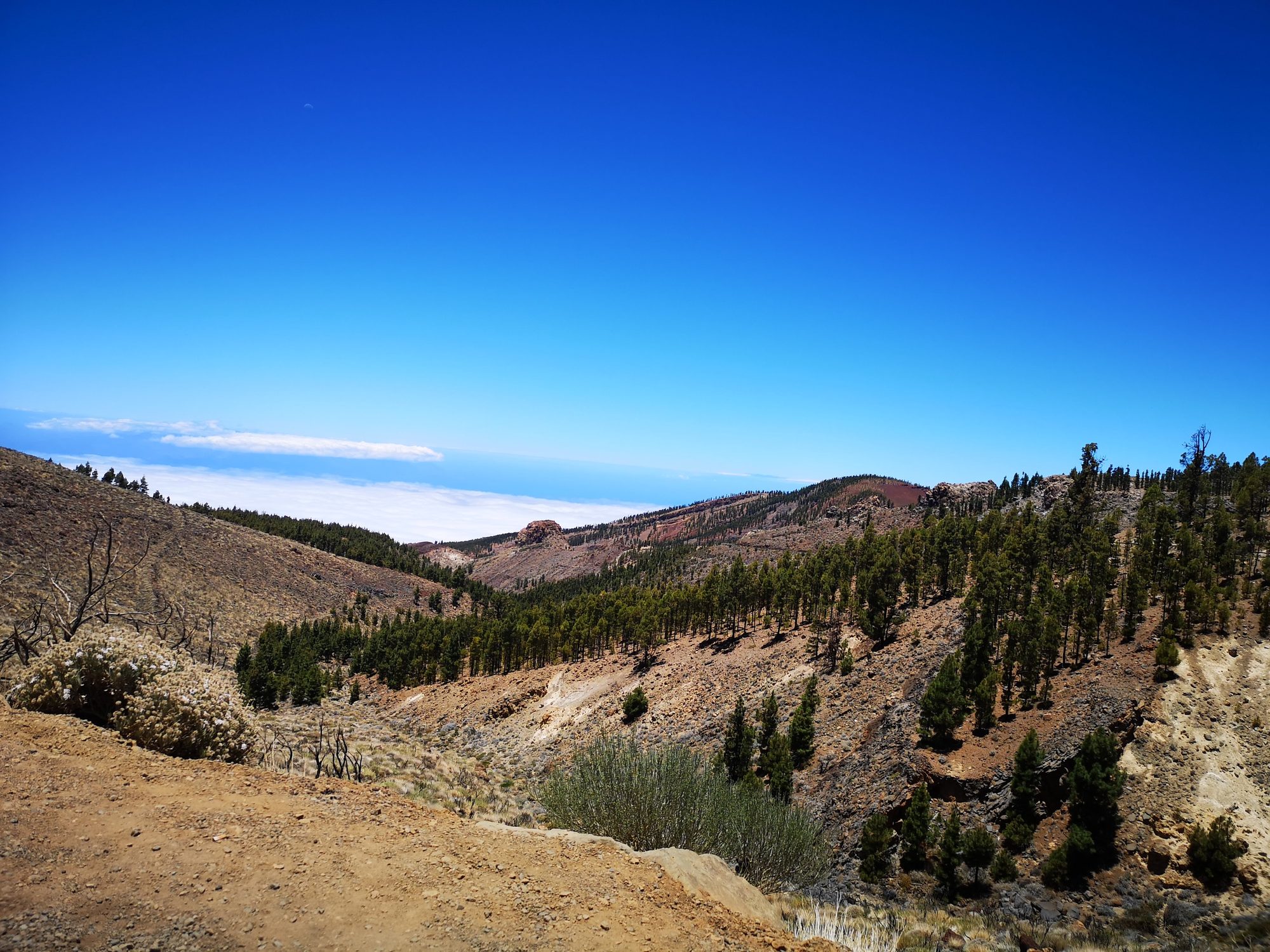 Paisaje montañoso y volcánico con pinos canarios sobre un mar de nubes.
