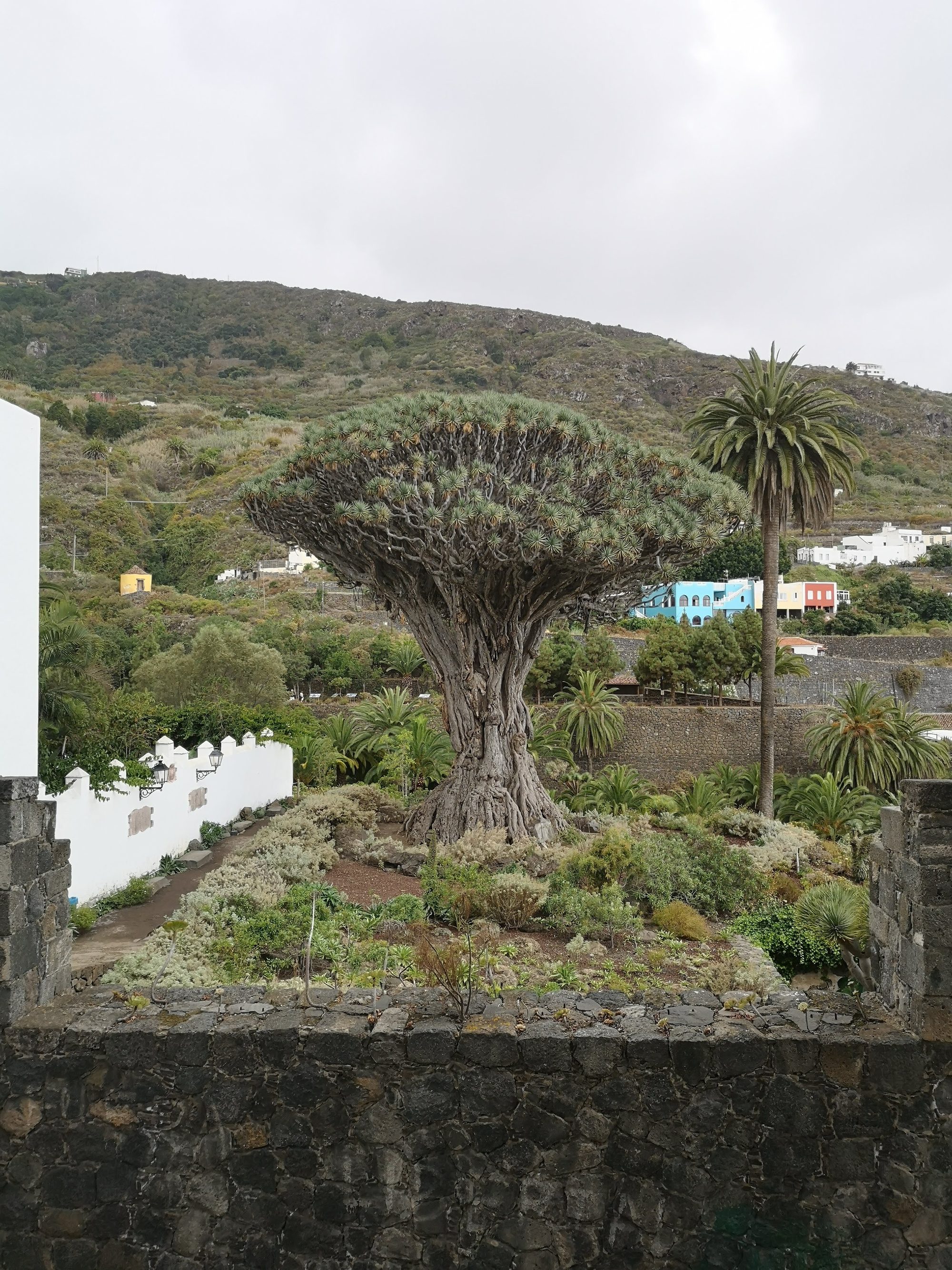 Majestuoso Drago Milenario en un jardín botánico rodeado de palmeras y montañas.