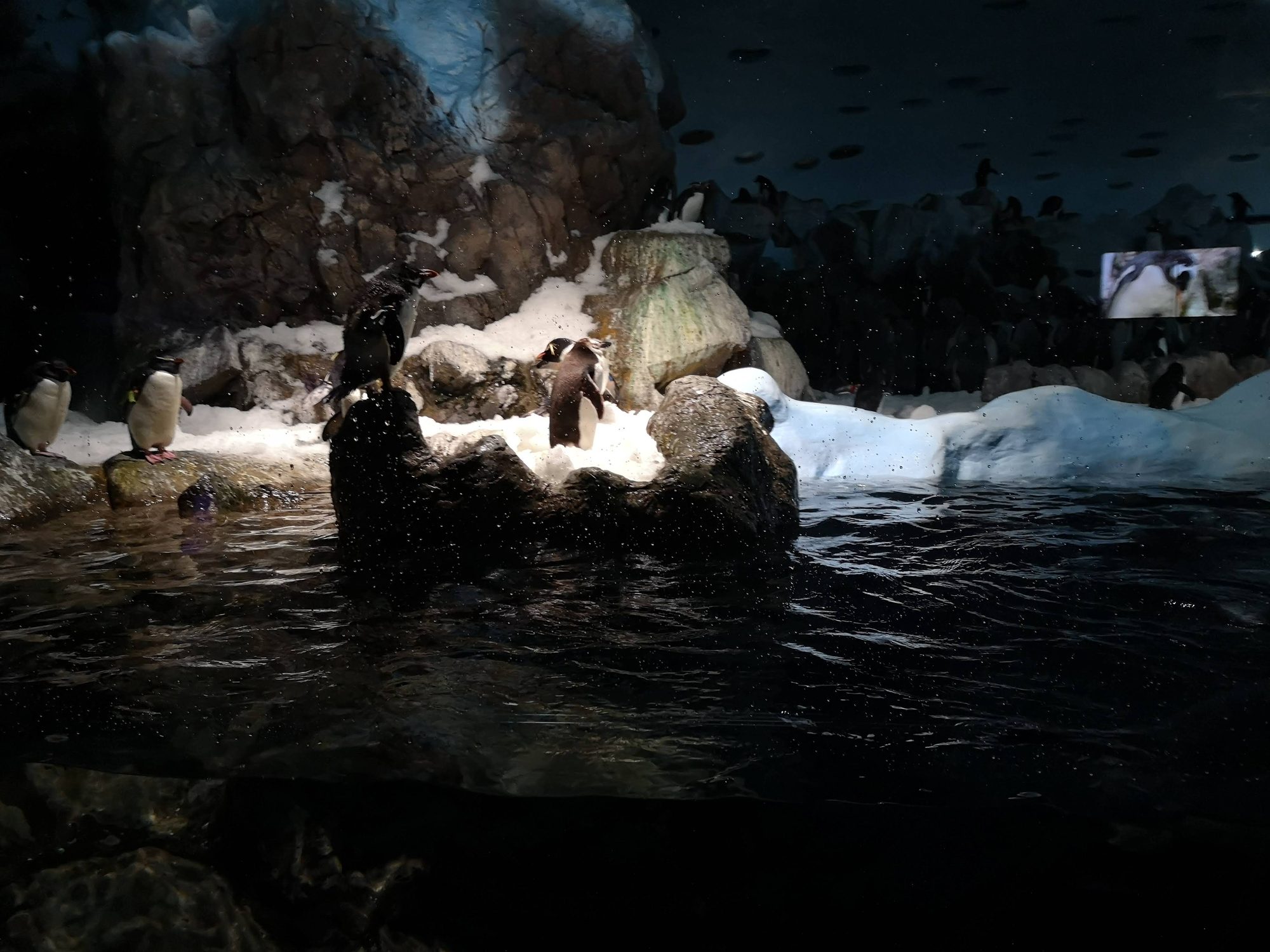 Pingüinos sobre rocas nevadas junto al agua en un pingüinario.