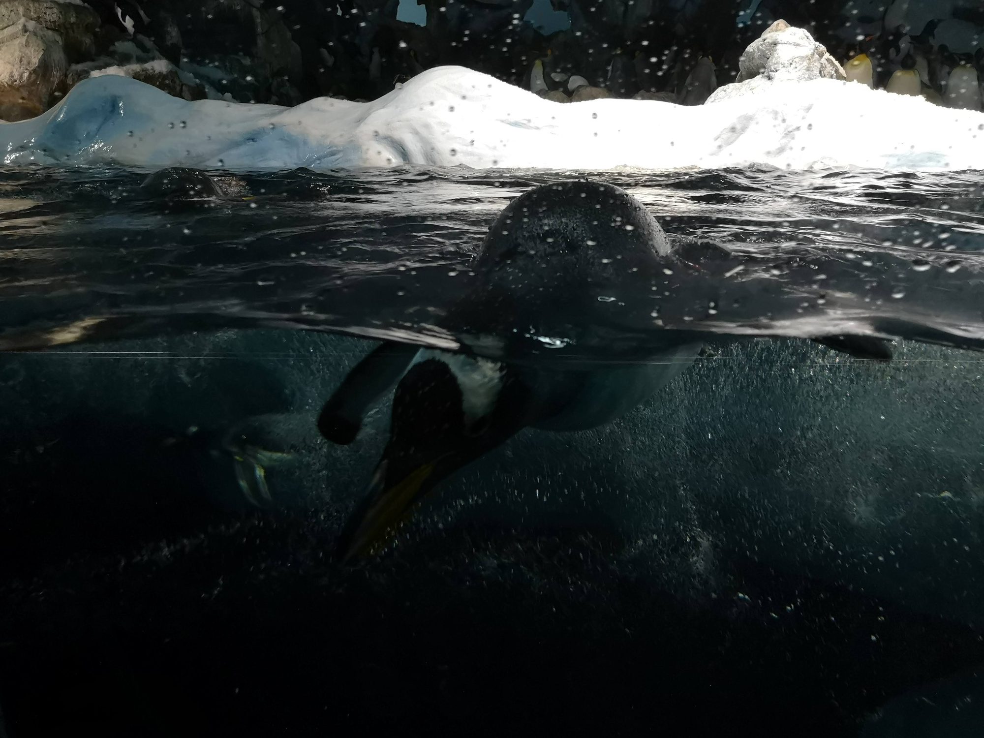 Pingüino nadando en aguas frías con fondo de hielo y nieve.