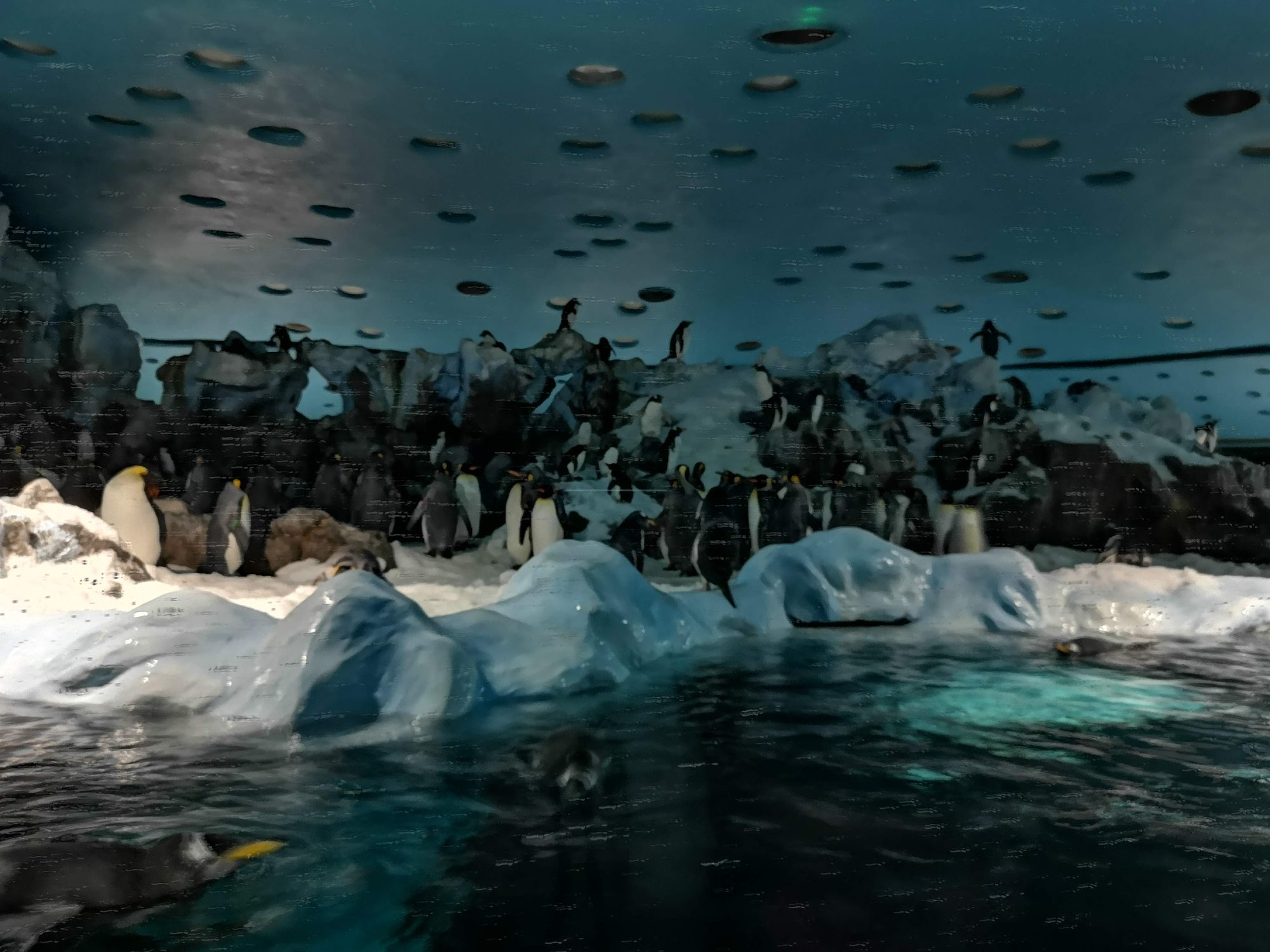 Grupo de pingüinos sobre bloques de hielo y nadando en un pingüinario interior.