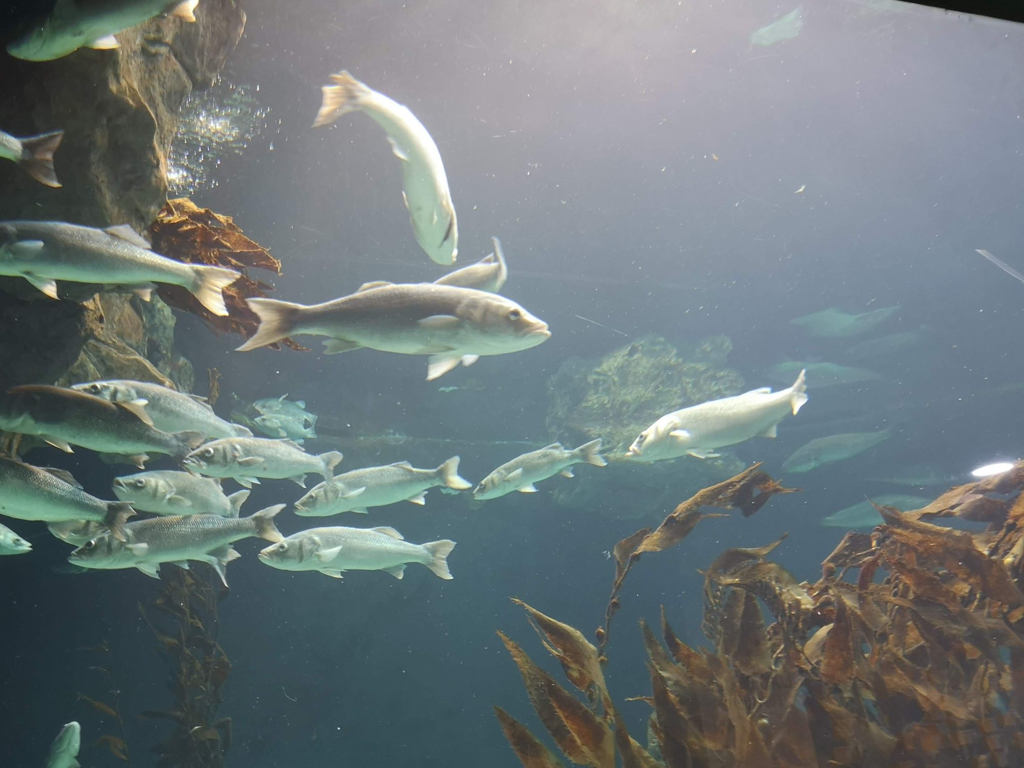 Banco de peces plateados nadando entre algas y rocas en un gran acuario.