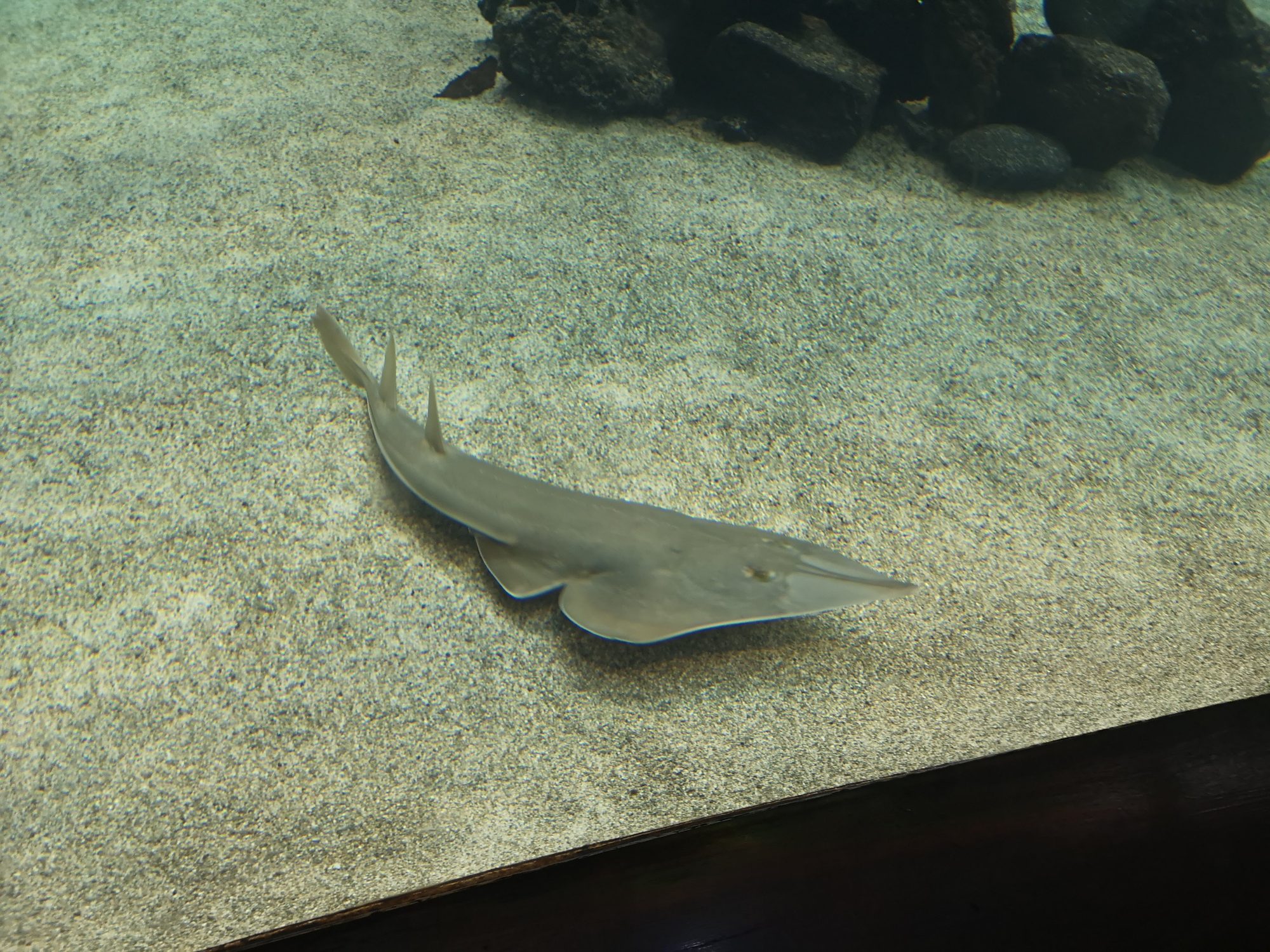 Pez guitarra nadando sobre el fondo de arena clara en un acuario marino.