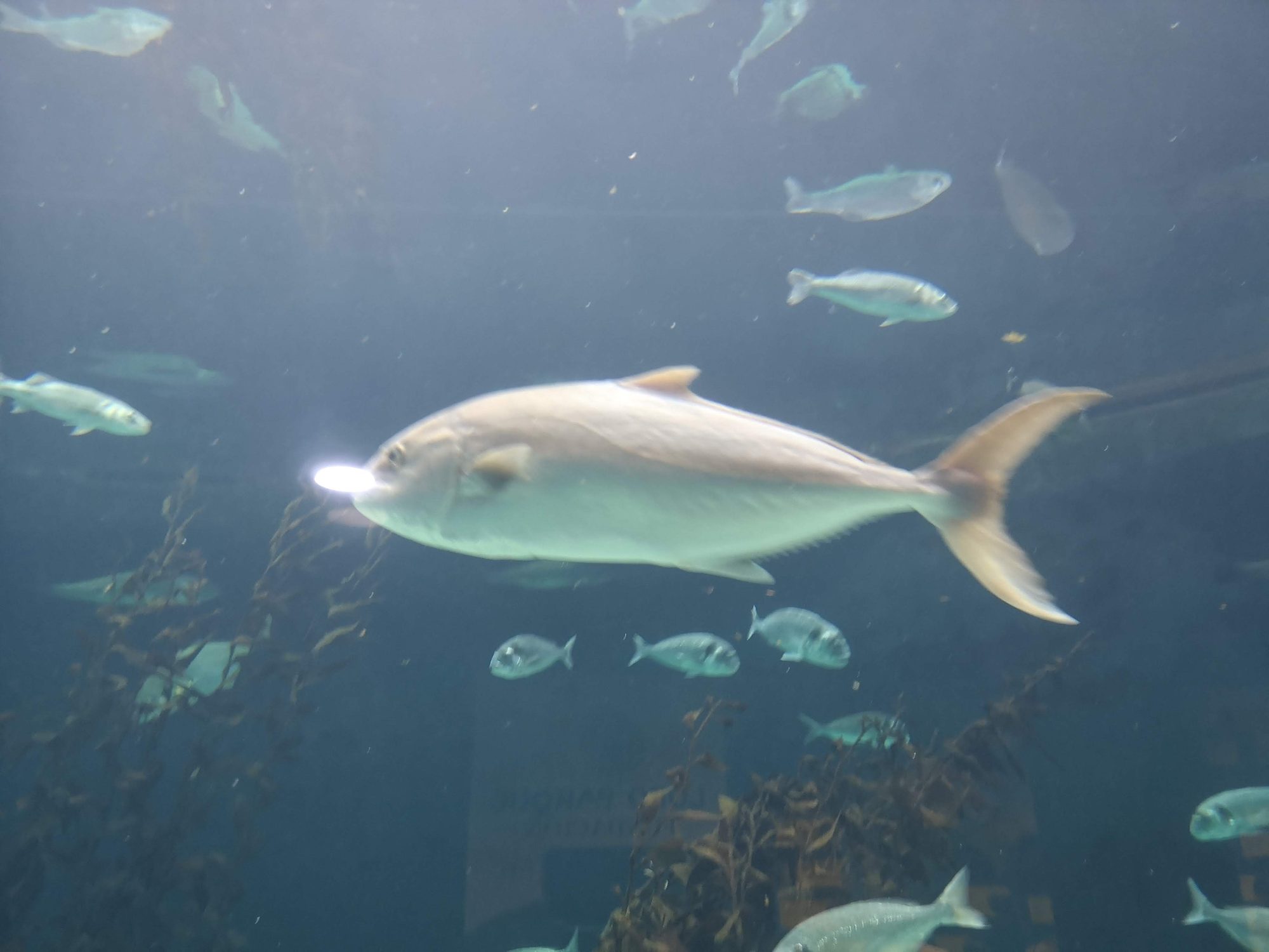 Pez plateado nadando en aguas profundas junto a otros peces en un acuario.