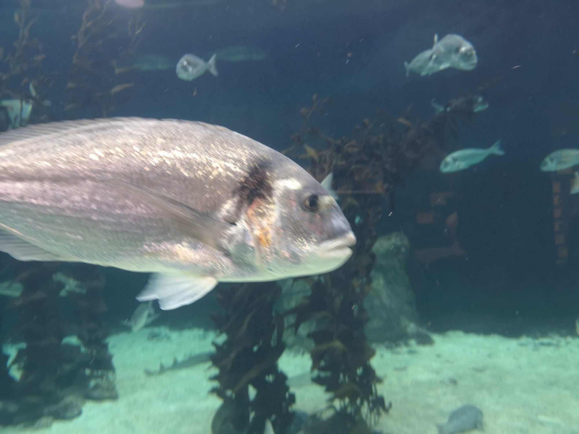 Pez plateado nadando en primer plano dentro de un gran acuario marino.