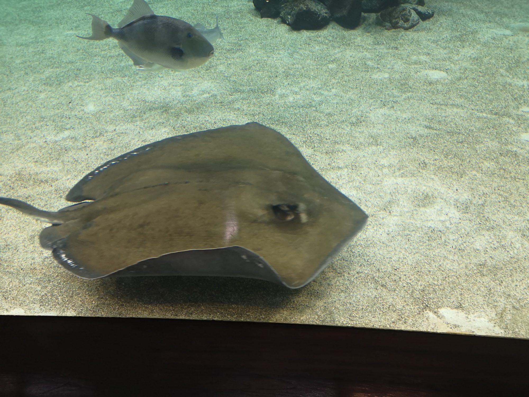 Raya marina nadando sobre el fondo arenoso de un acuario junto a un pez.