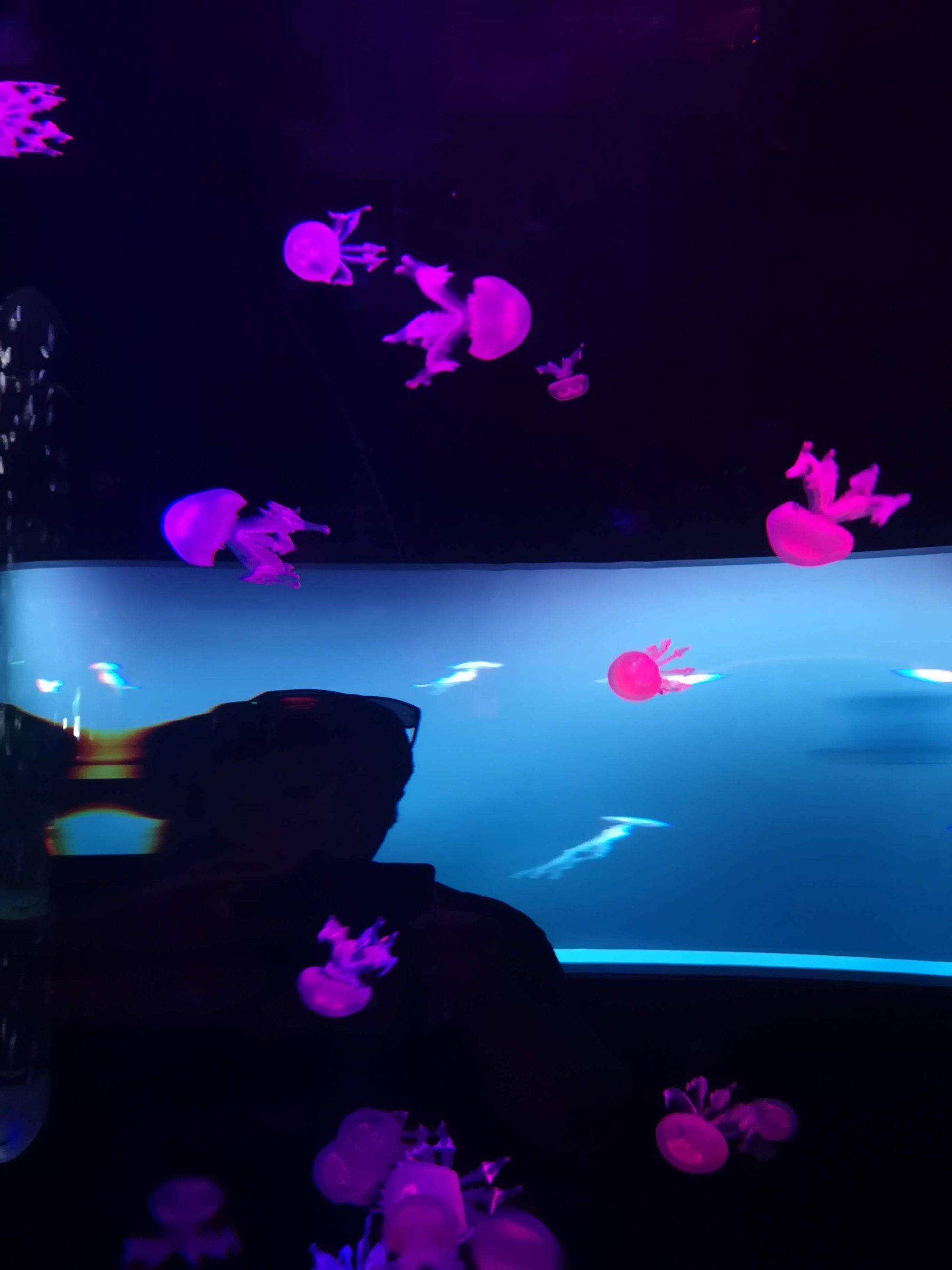 Medusas iluminadas en color rosa brillante nadando en un gran acuario oscuro.