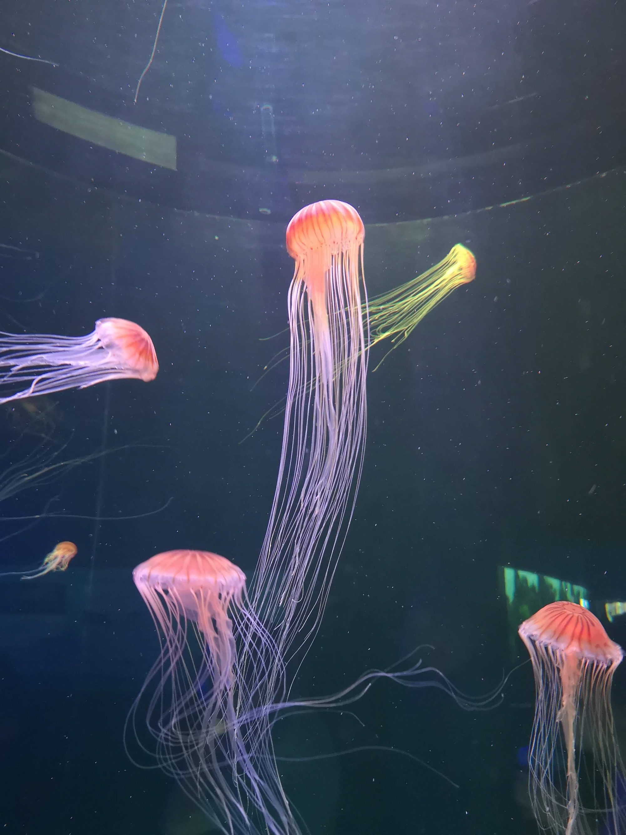Medusas de largos tentáculos flotando e iluminadas con tonos rosados en un acuario.
