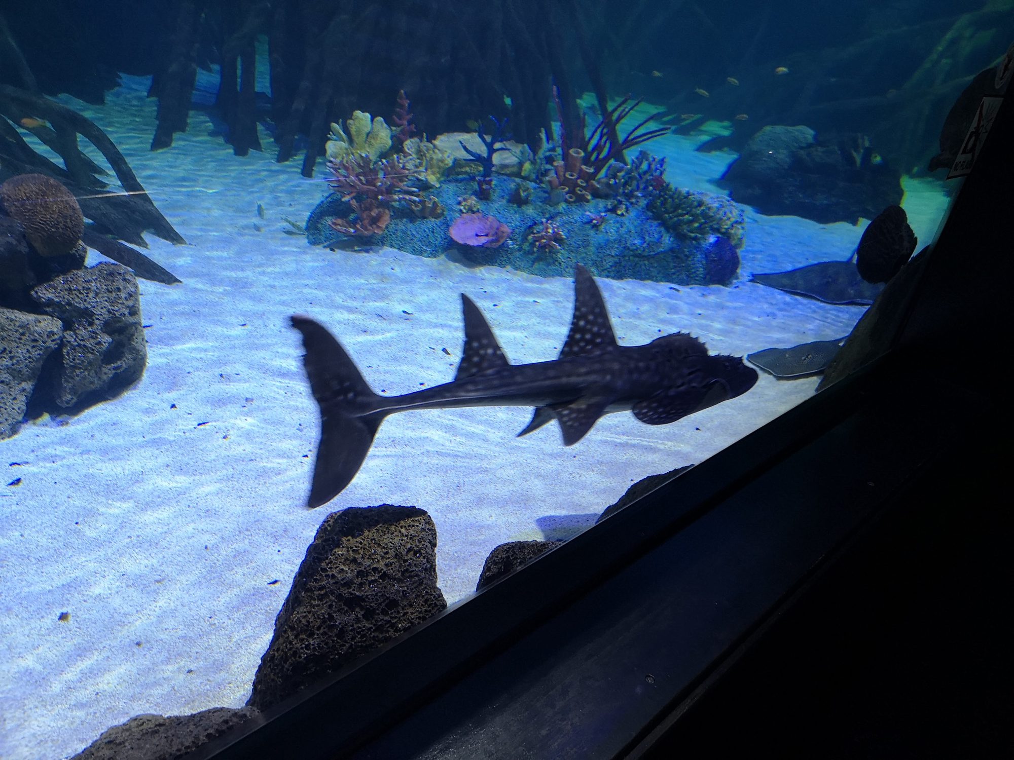 Pez guitarra nadando sobre fondo arenoso con corales en un gran acuario.