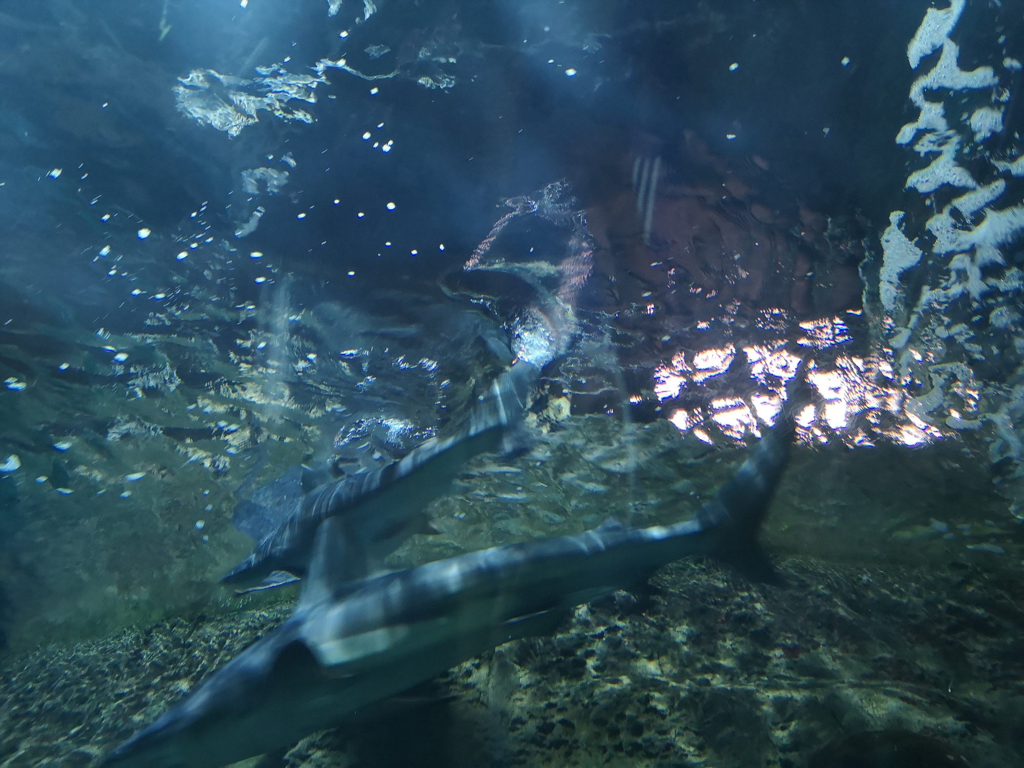 Tiburones nadando bajo la superficie del agua en un acuario marino.
