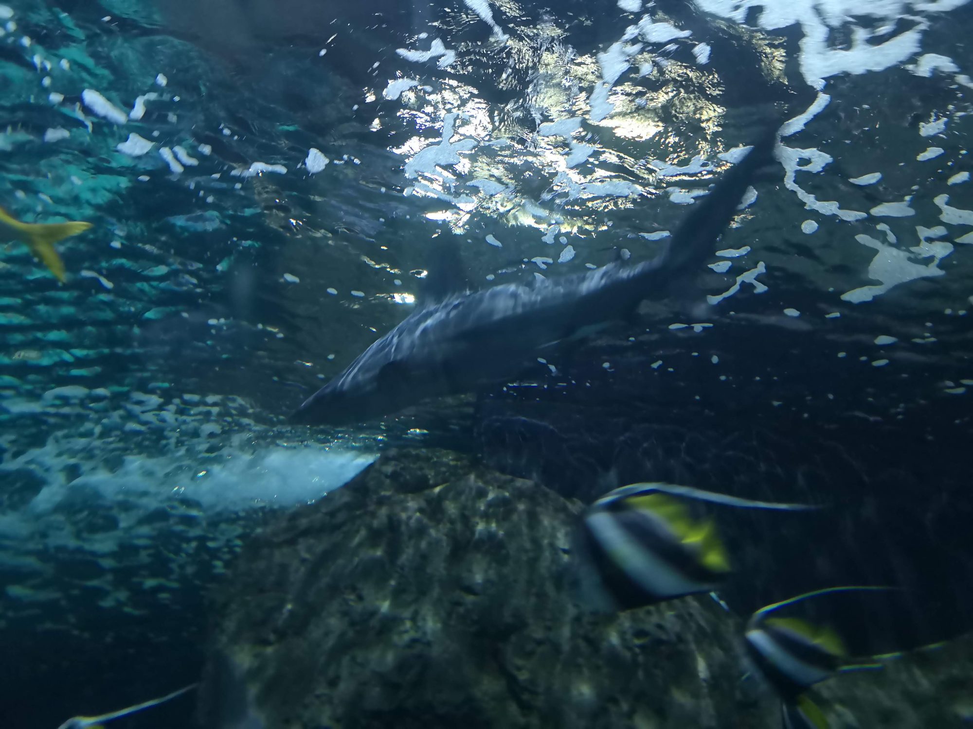Tiburón y peces tropicales nadando bajo la superficie del agua en un acuario.