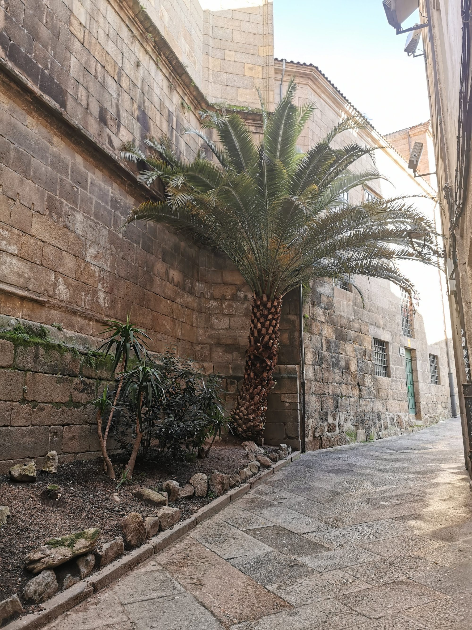 Palmera y vegetación junto a un muro de piedra en una calle empedrada.