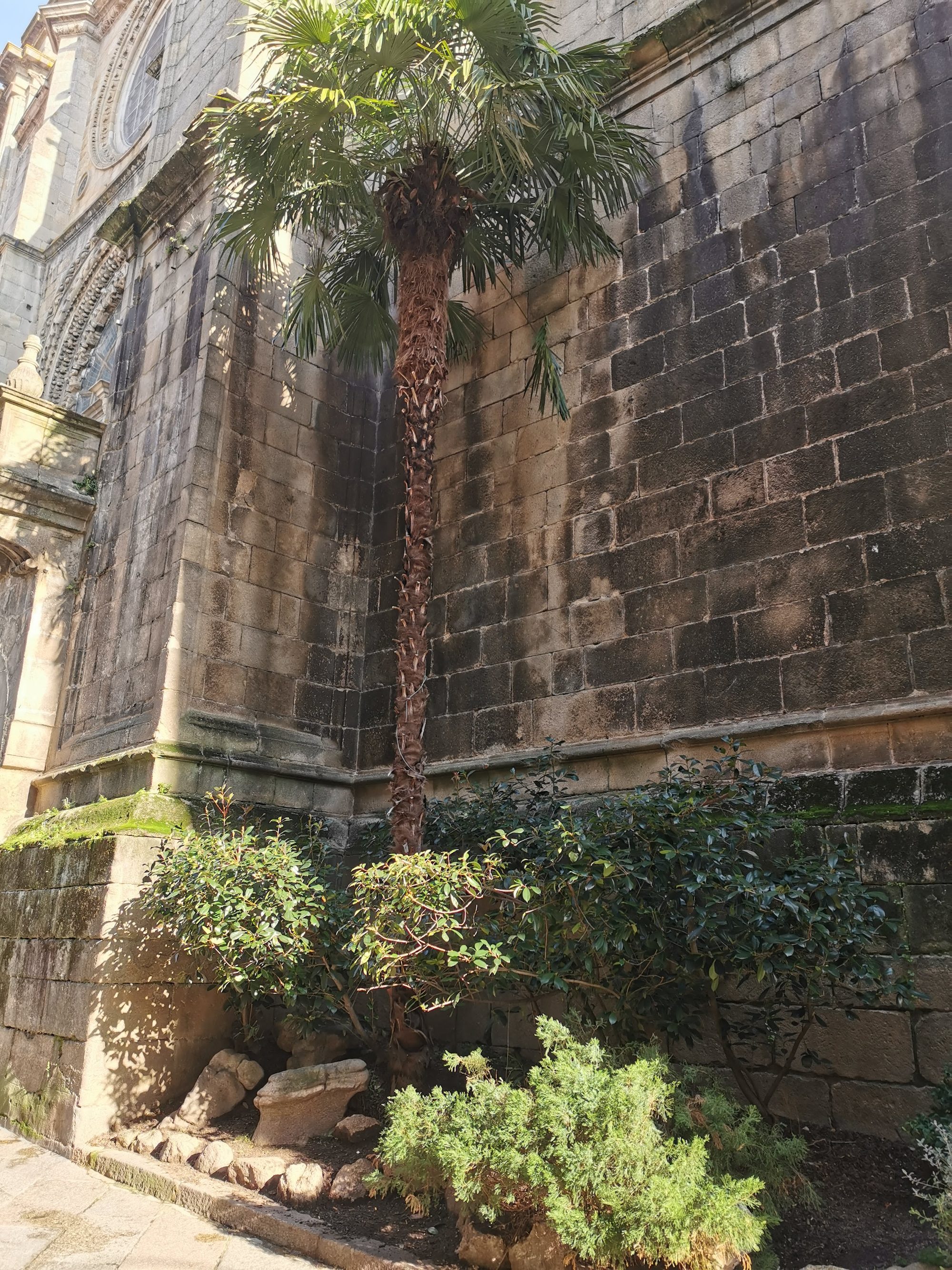 Palmera y arbustos junto al muro de piedra de una iglesia en Ourense.