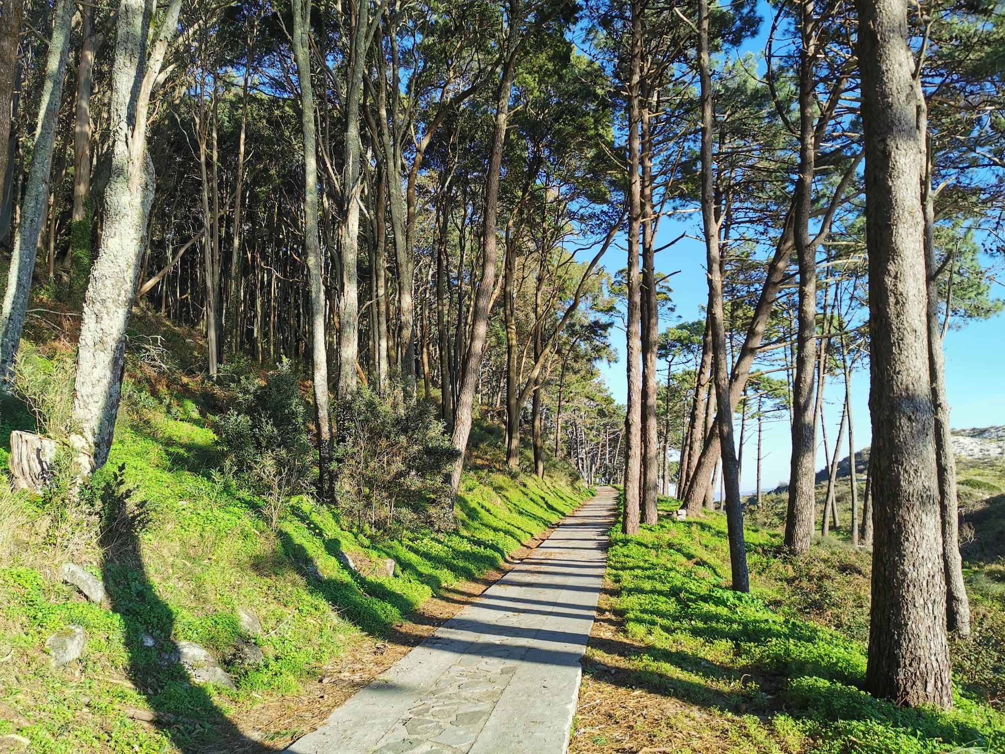 Sendero de piedra que cruza un frondoso bosque de pinos bajo el sol.