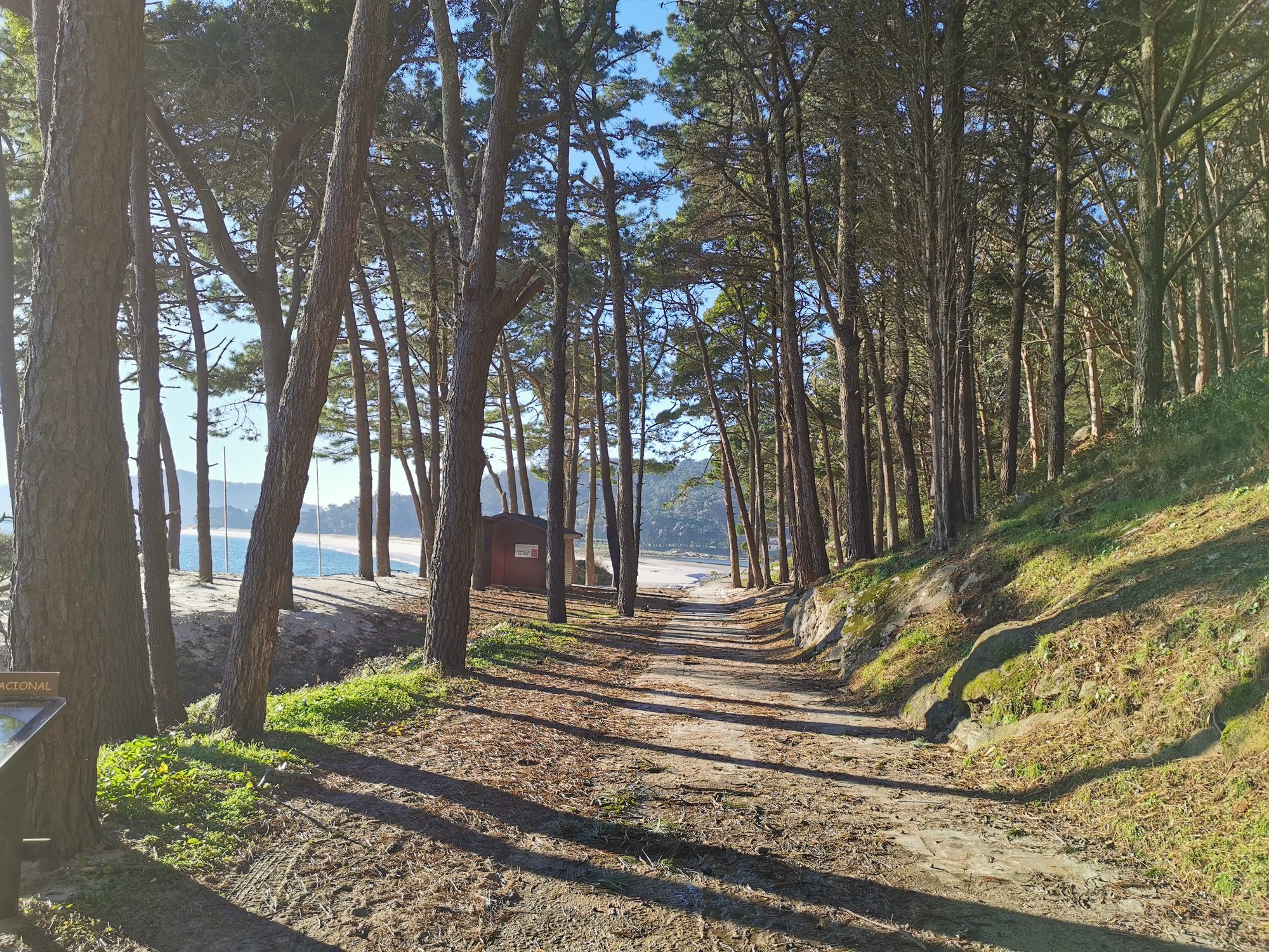 Camino de tierra entre pinares que desciende hacia la playa en un día soleado.