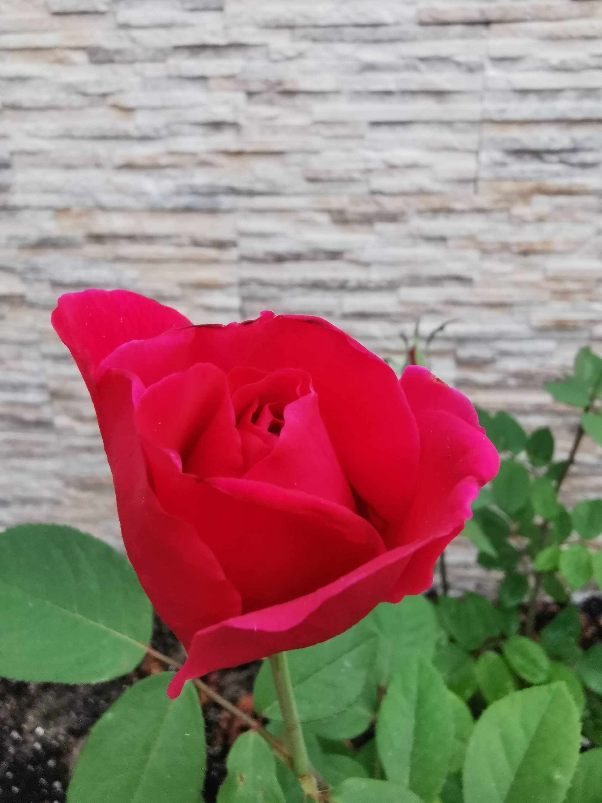 Rosa roja floreciendo en primer plano con hojas verdes y fondo de pared de piedra.