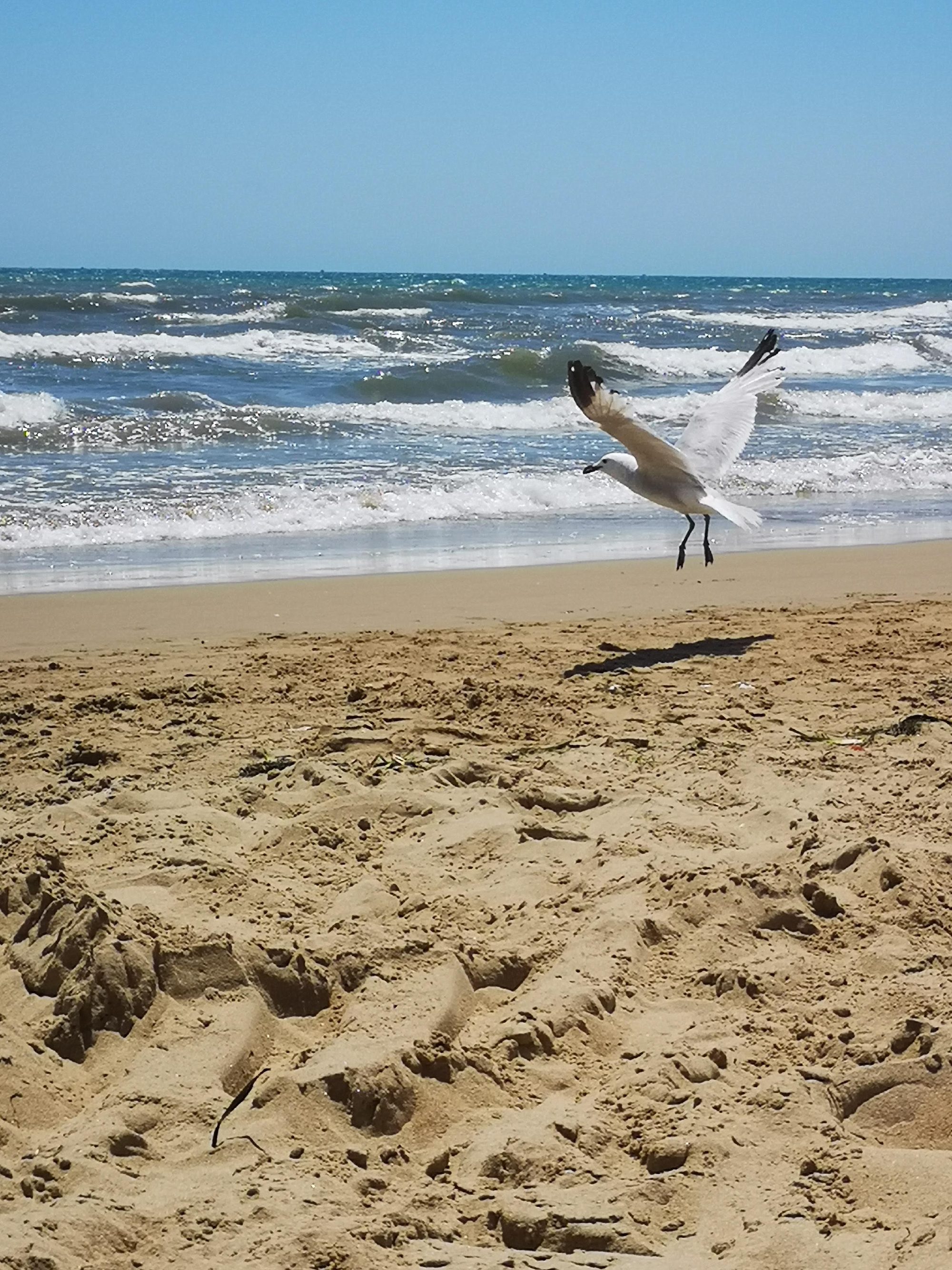 Gaviota aterrizando en la arena de la playa con olas en el mar.