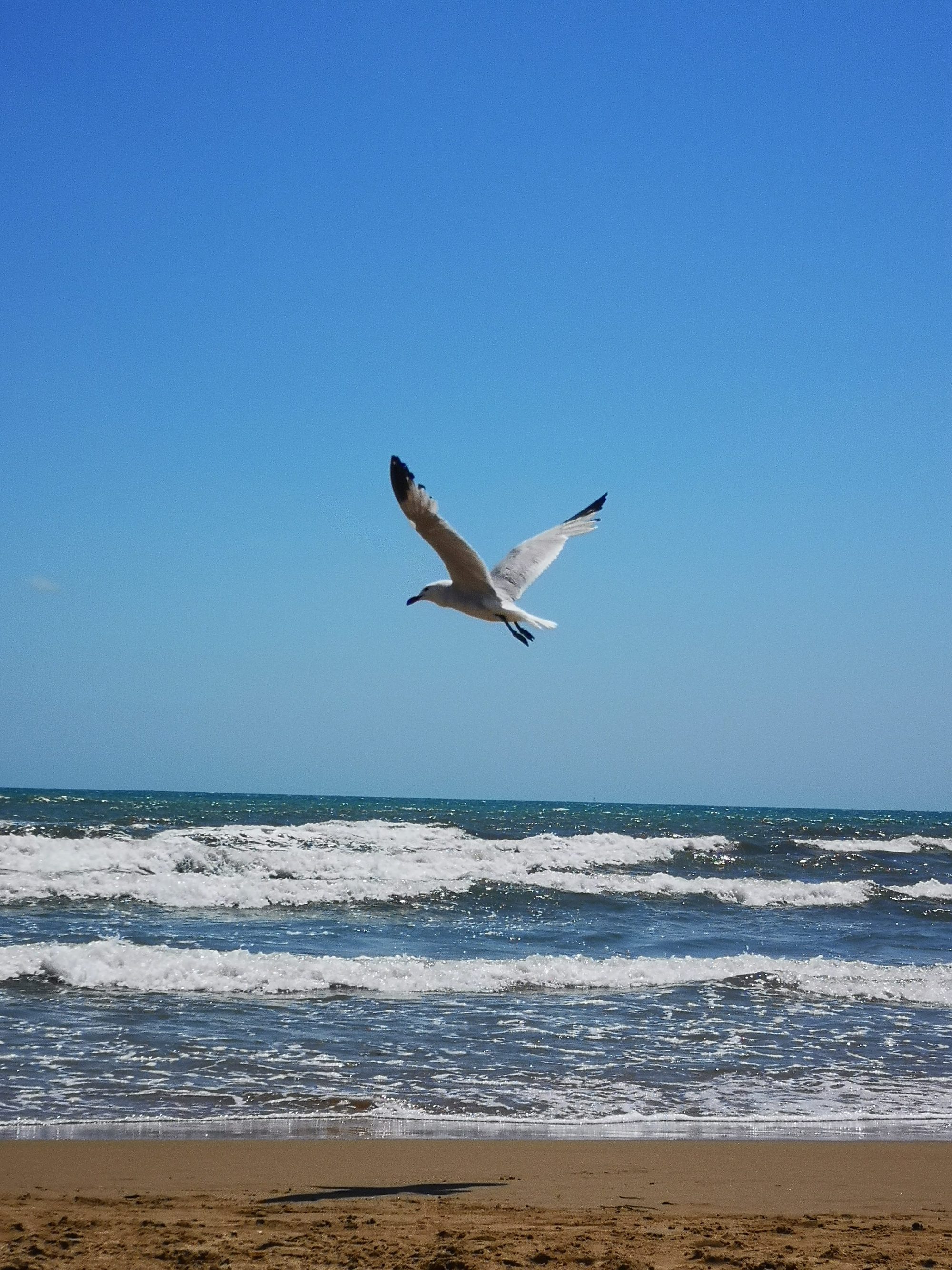 Gaviota volando sobre las olas del mar Mediterráneo en una playa soleada.
