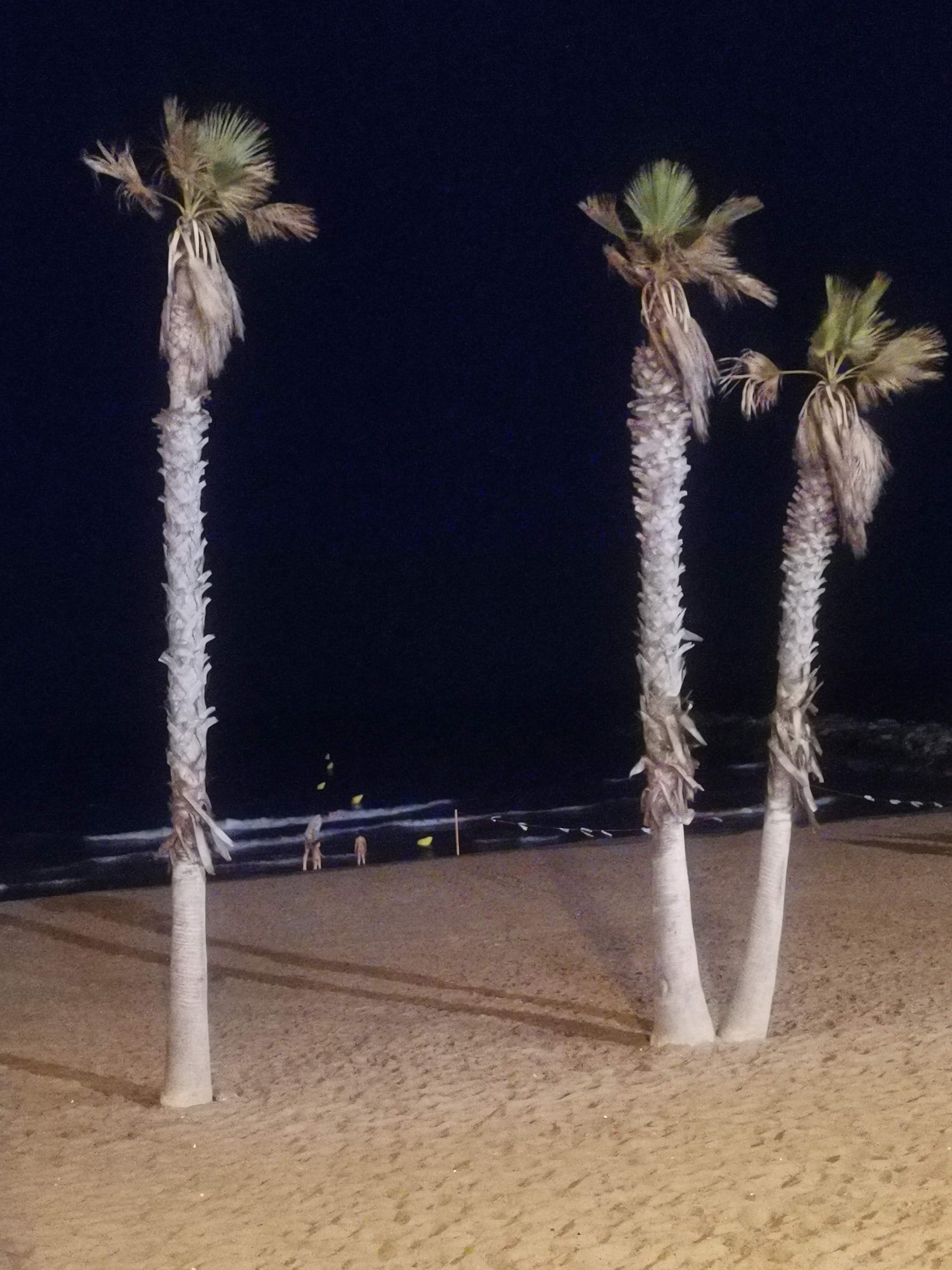 Palmeras iluminadas en la arena de la playa junto al mar durante la noche.