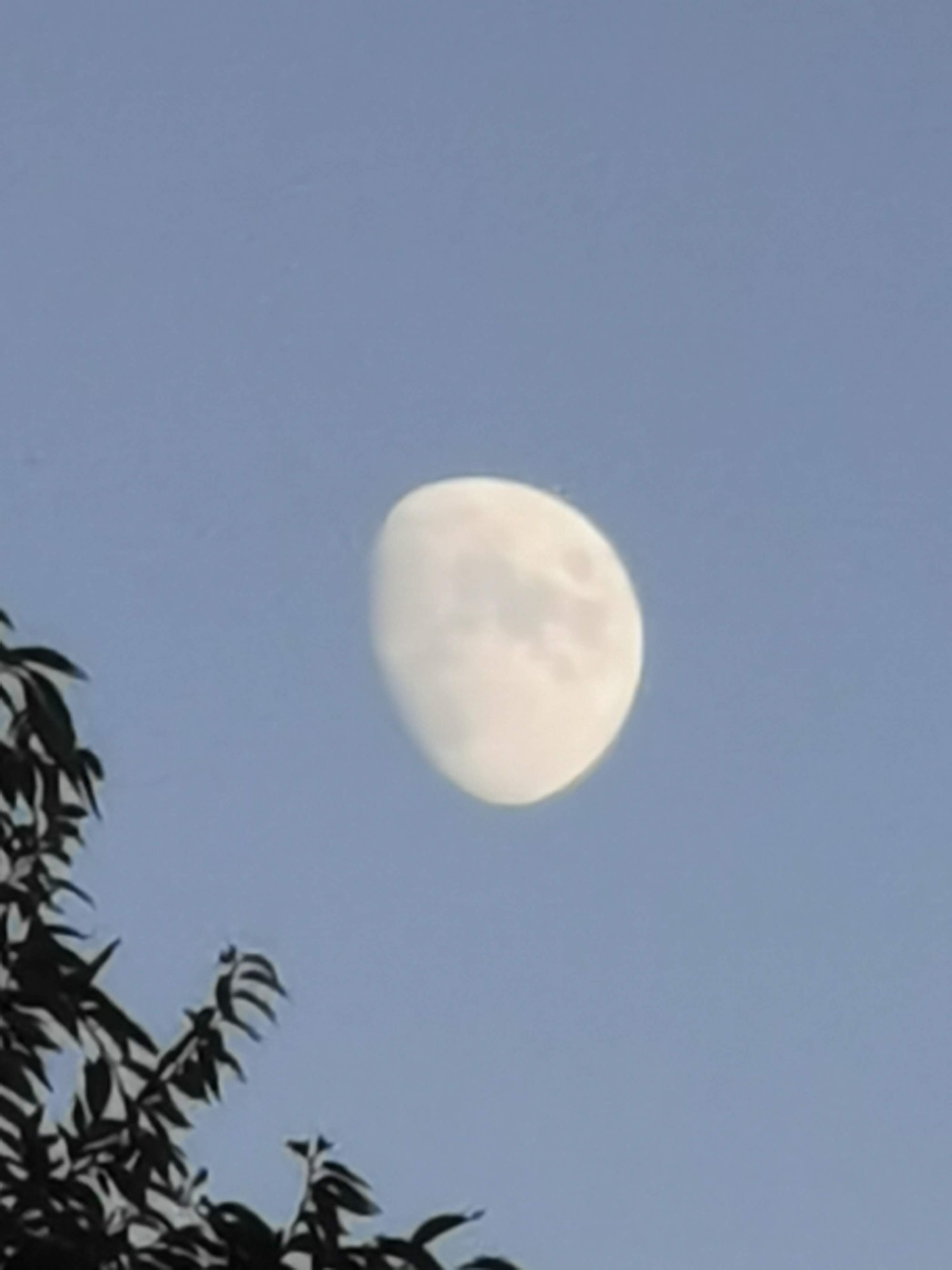 Luna casi llena en un cielo azul claro junto a la silueta de ramas.