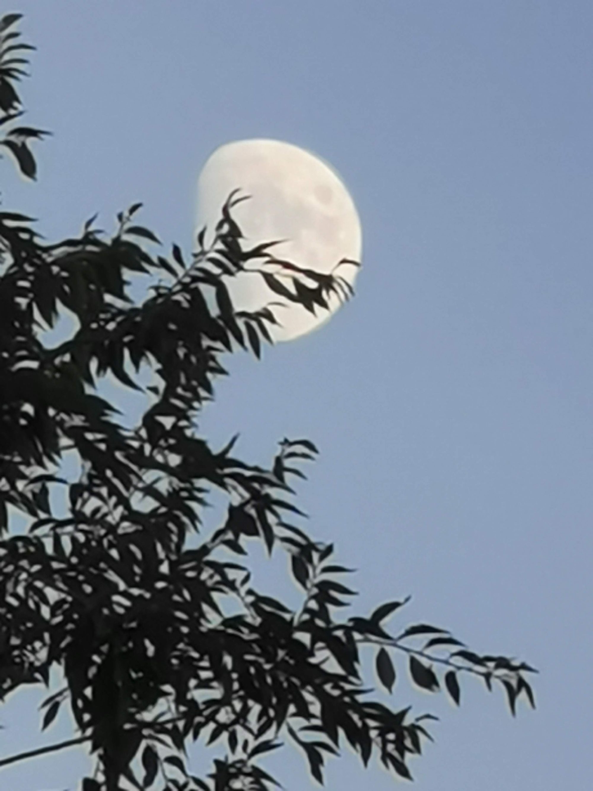 Luna creciente visible de día entre las ramas y hojas de un árbol.