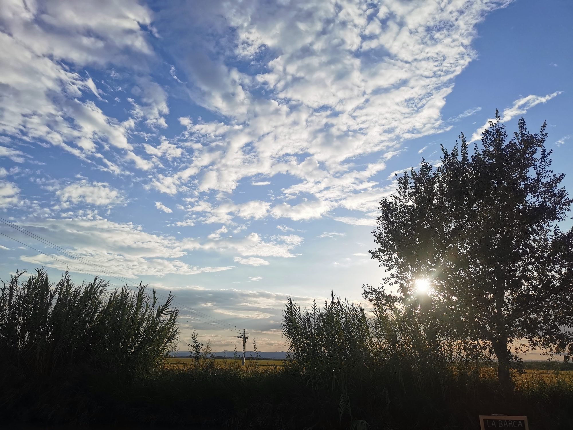 Cielo azul con nubes algodonosas y el sol filtrándose tras un árbol y cañas.