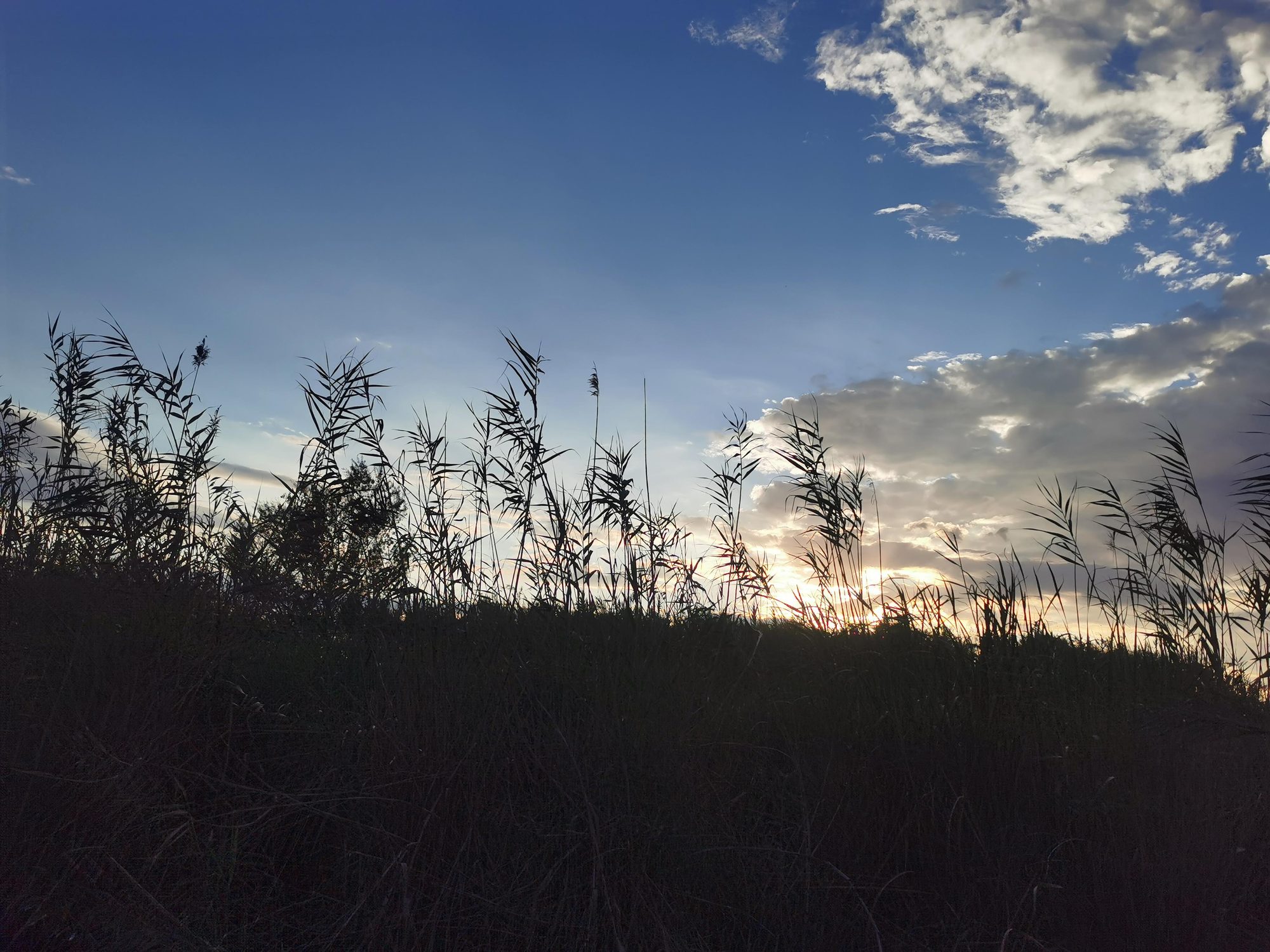 Siluetas de cañas y vegetación contra un cielo azul y nubes al atardecer.