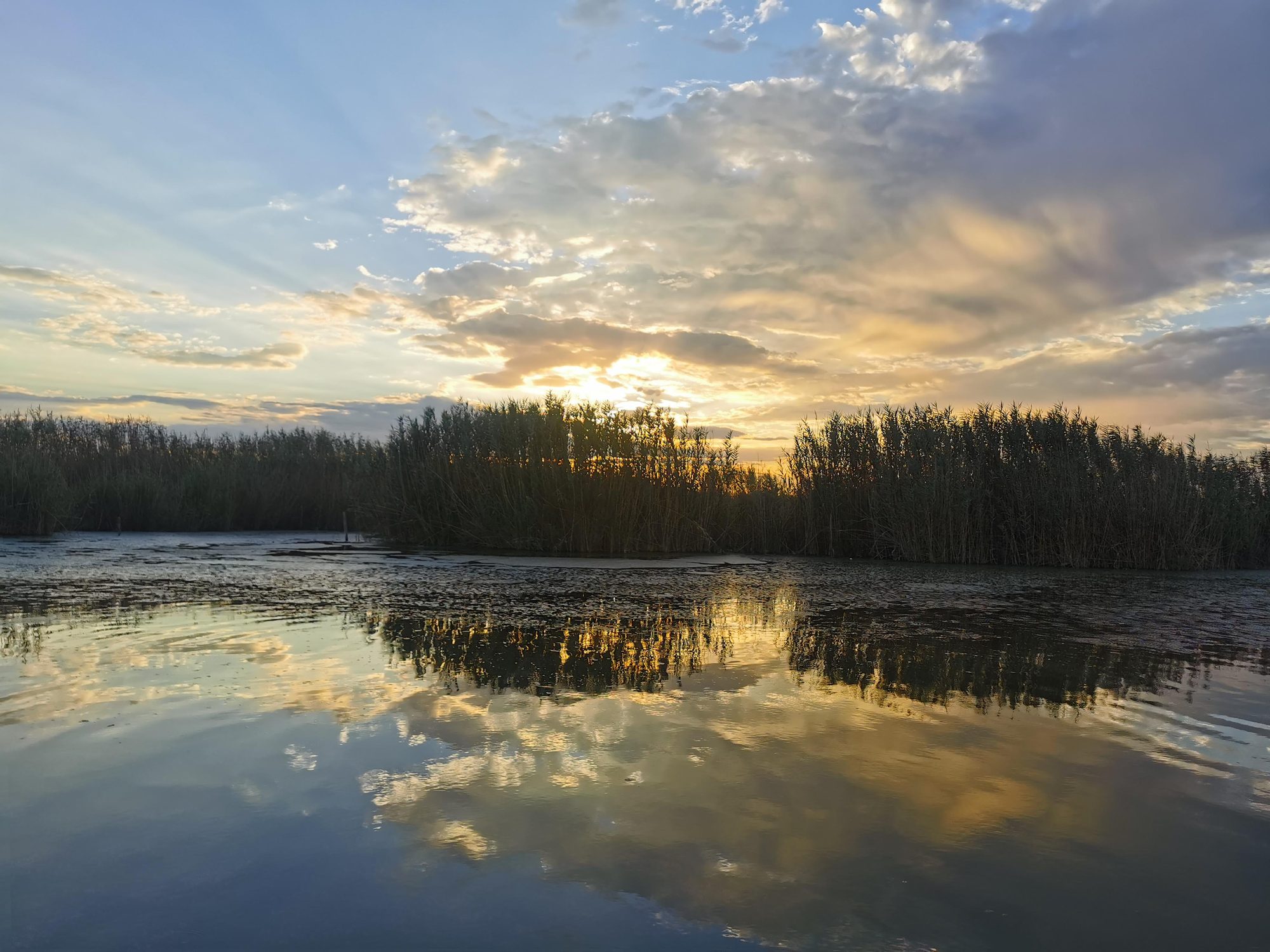 Atardecer con reflejos dorados y nubes sobre el agua entre cañas en Valencia.