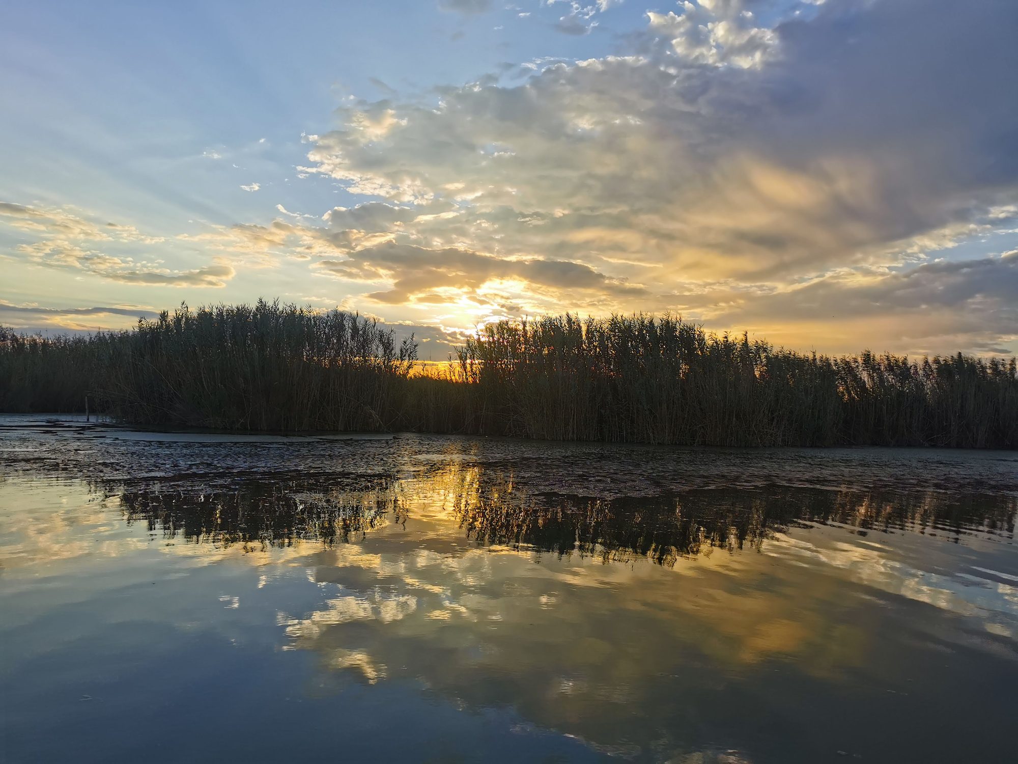 Atardecer dorado sobre una laguna con carrizales y nubes reflejadas en el agua.