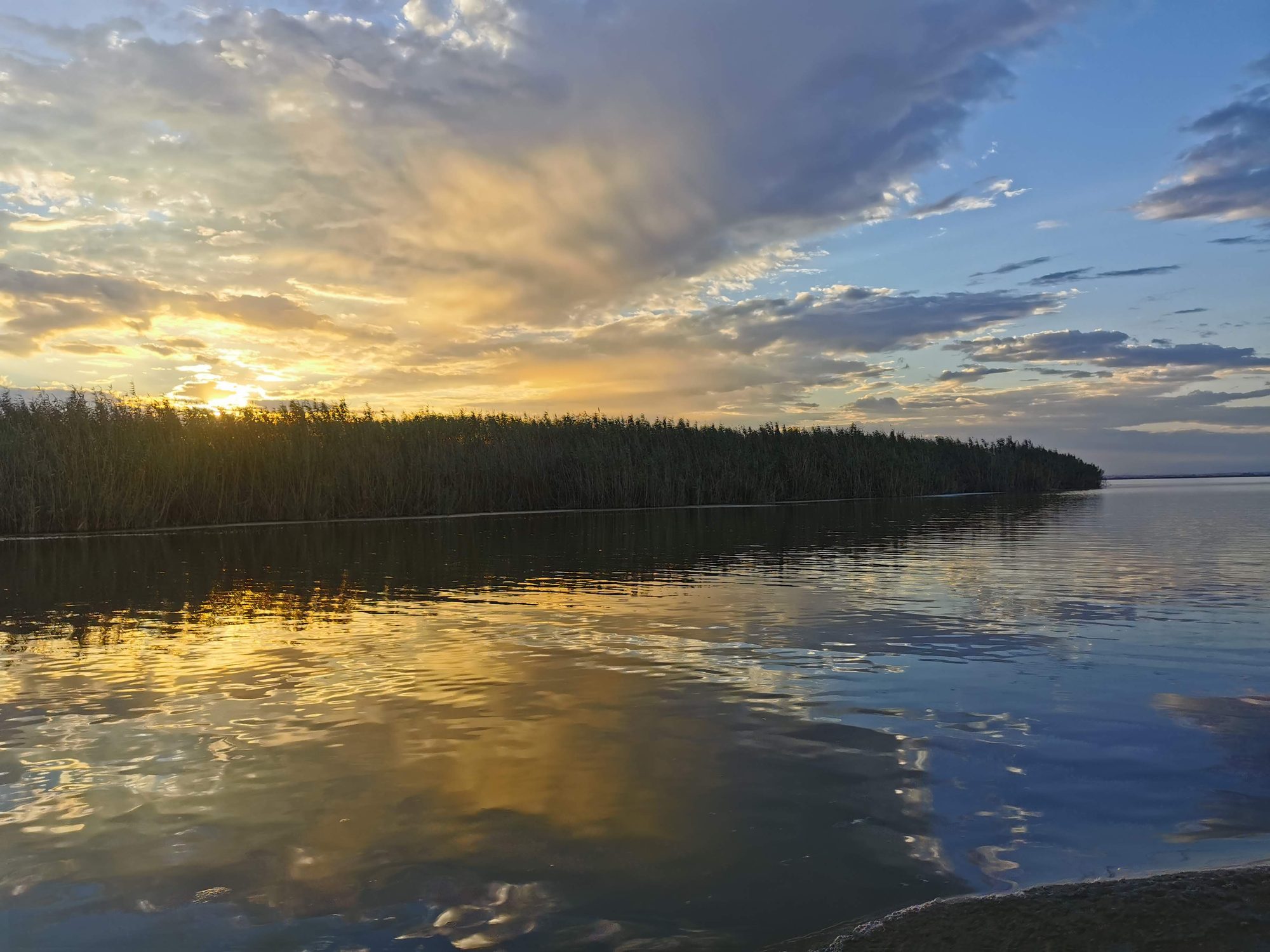 Atardecer dorado reflejado en el agua tranquila junto a una orilla de cañizo.