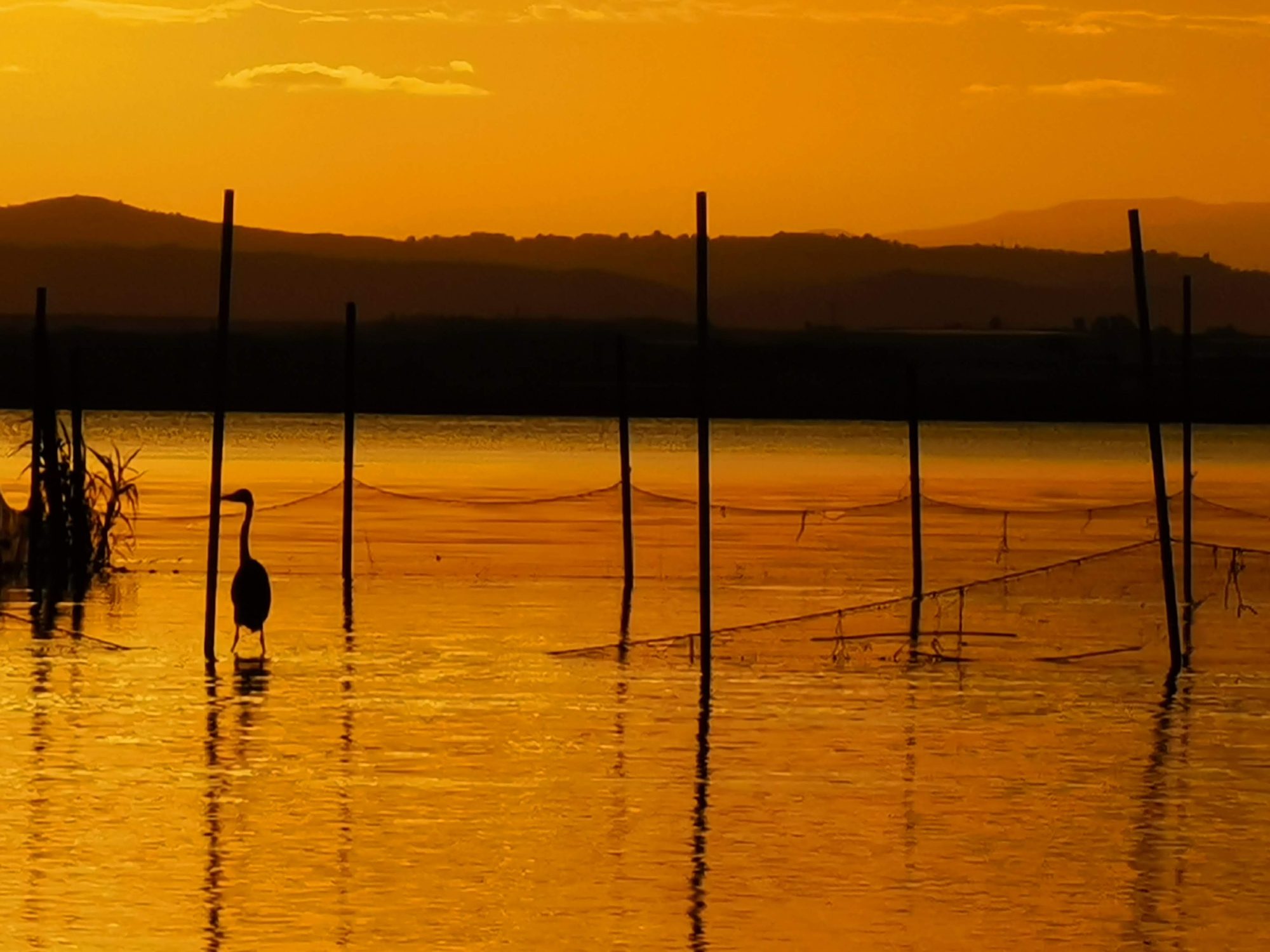 Silueta de garza y redes de pesca en el agua durante un atardecer dorado