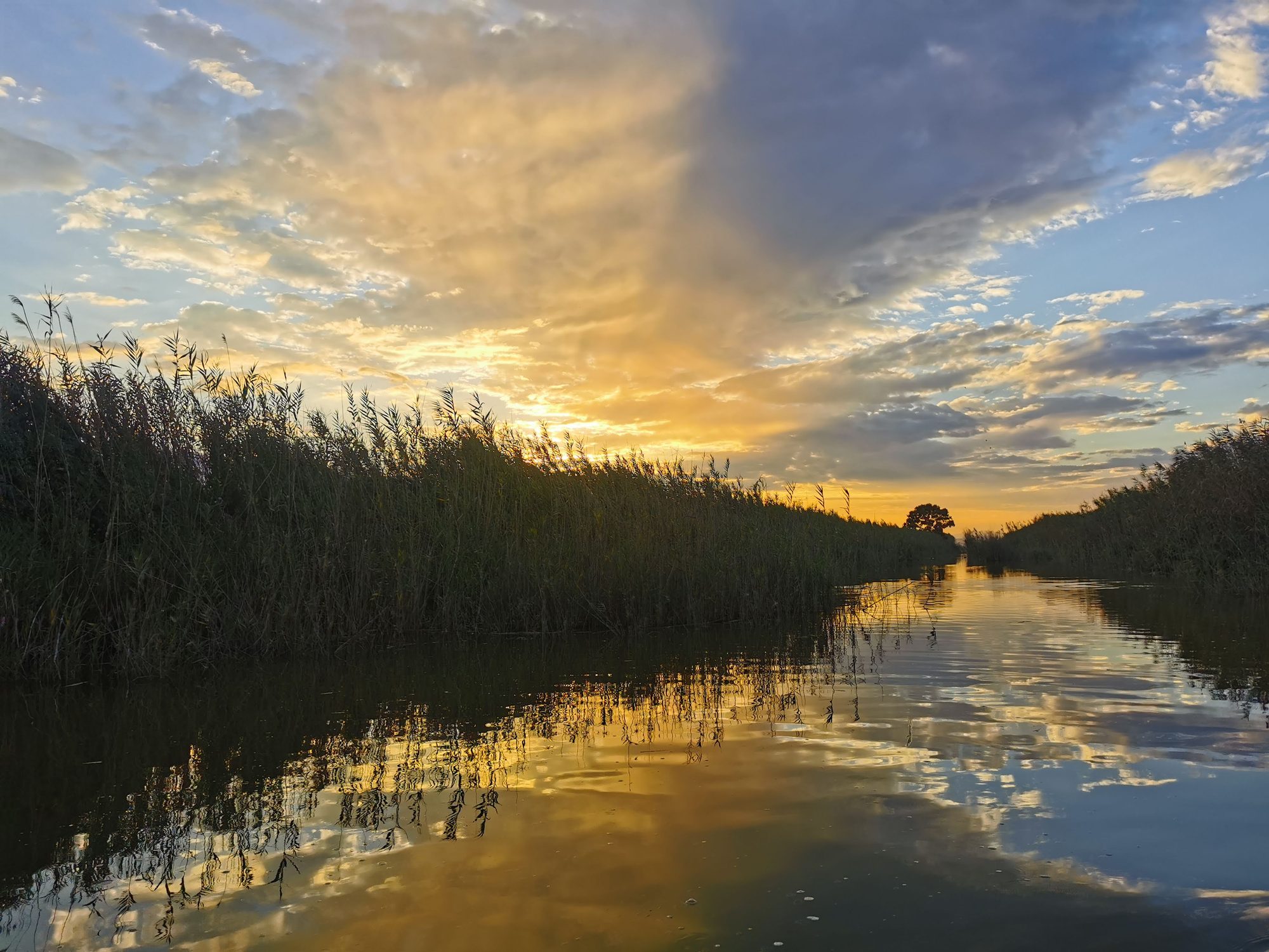Atardecer dorado reflejado en el canal de agua rodeado de cañas y vegetación.